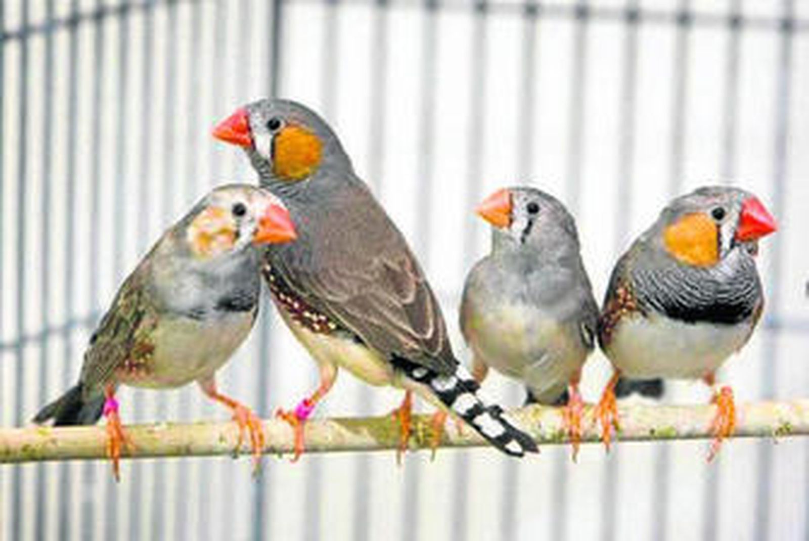 Ejemplares de diamante mandarín.