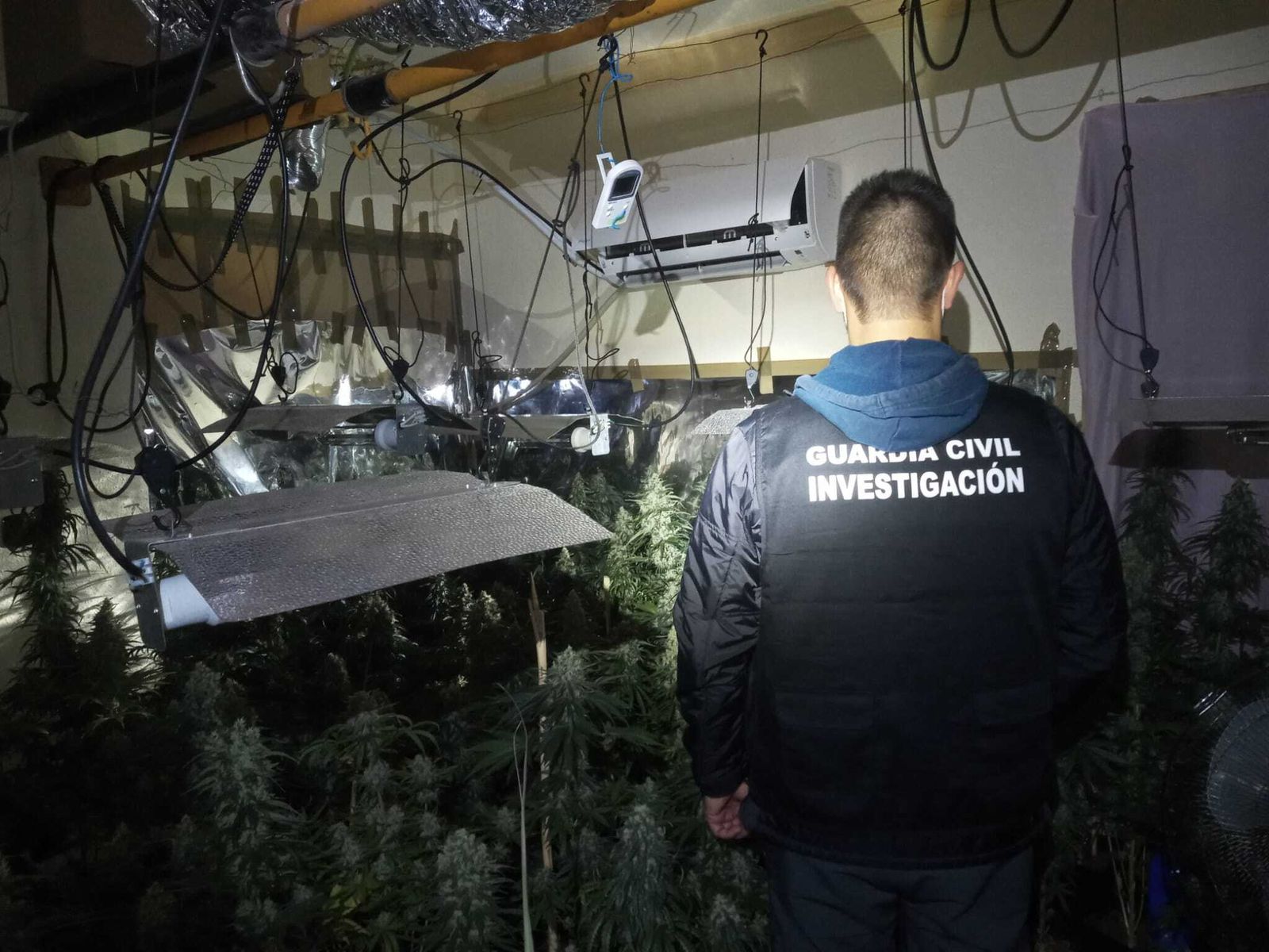 Un agente de la Guardia Civil de Granada en una de las plantaciones de marihuana desmanteladas.