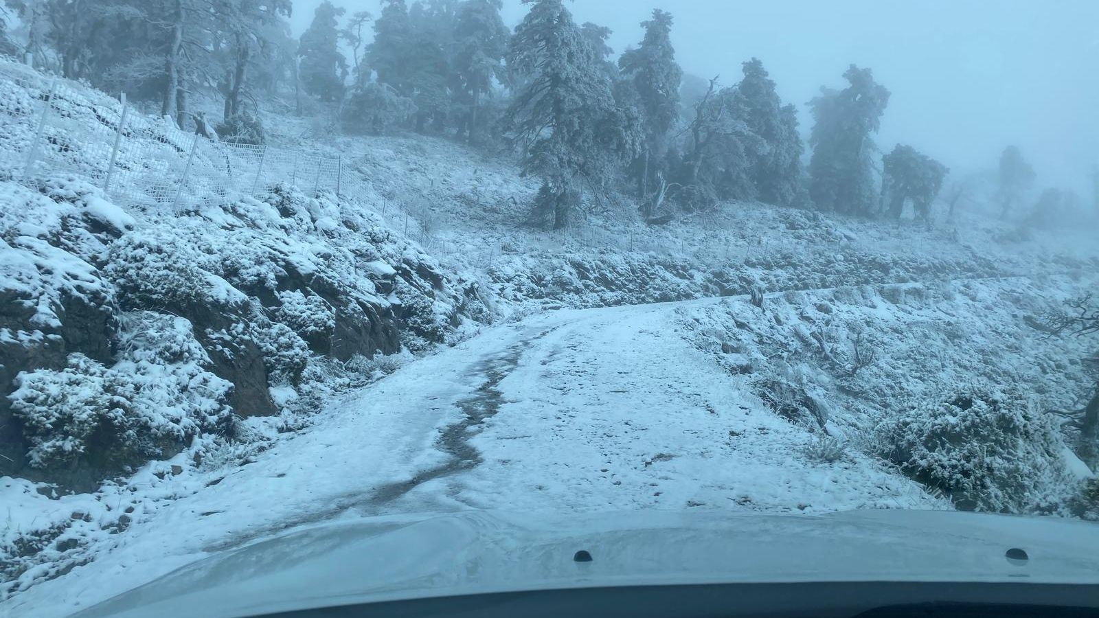 Bosque de pinsapos nevados