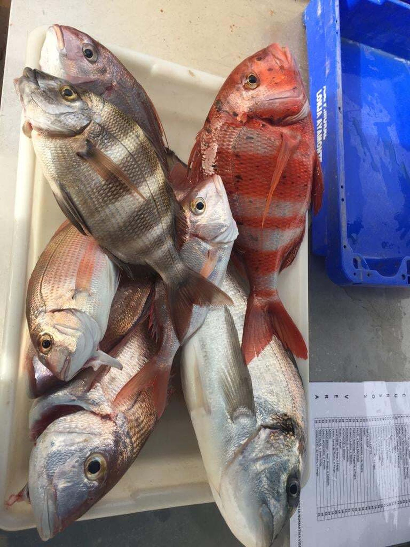 Una de las pesadas del concurso