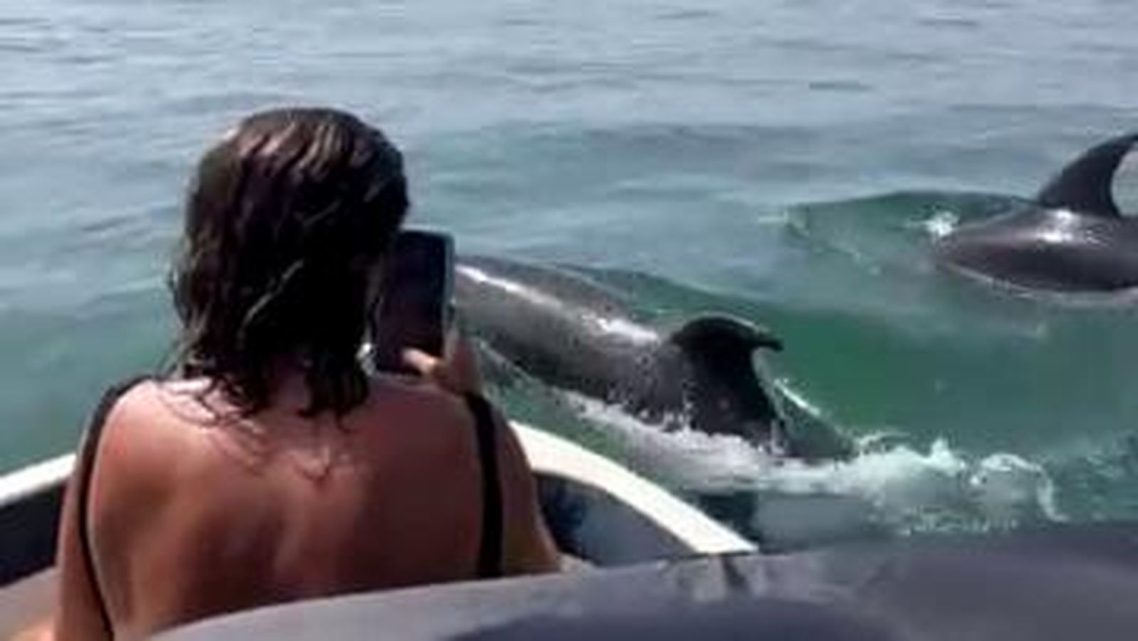 Tocar delfines es posible en Huelva: las imágenes más impresionantes del verano