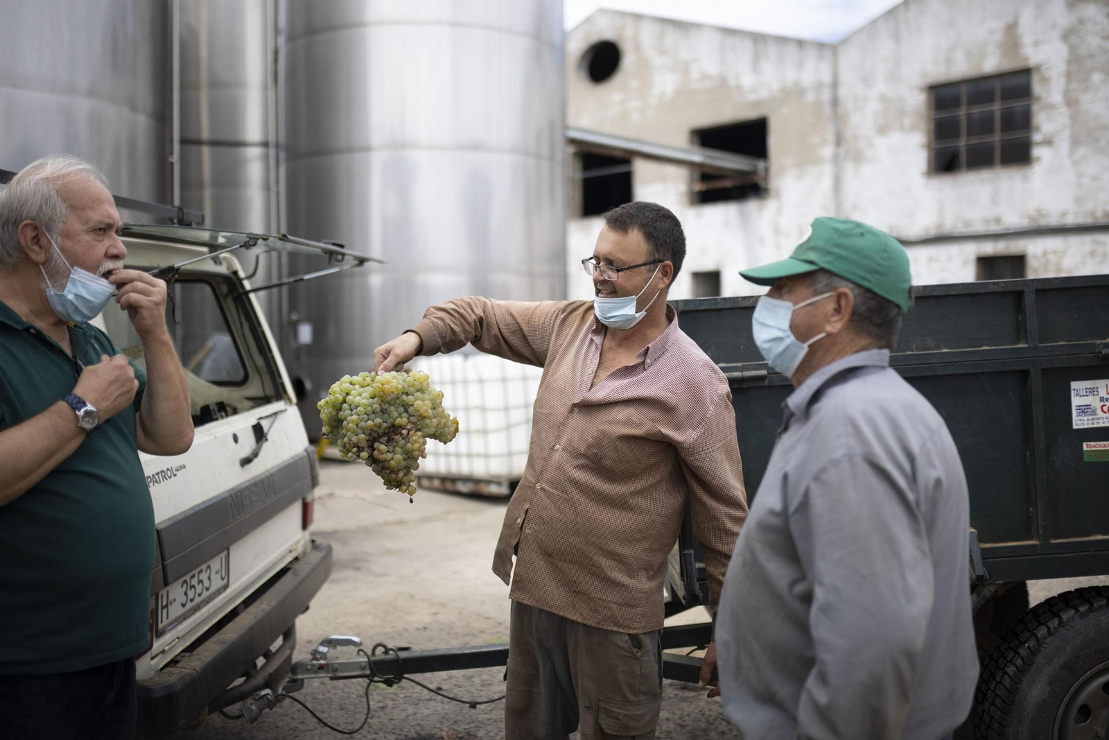 Imágenes de la vendimia en el Condado de Huelva