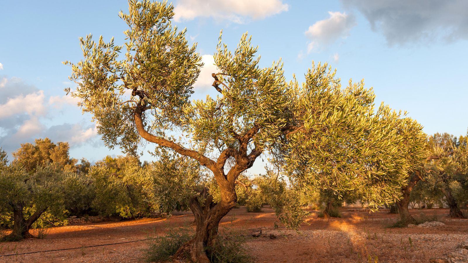 Las pequeñas explotaciones también permiten, a coste cero, el mantenimiento del bosque mediterráneo.