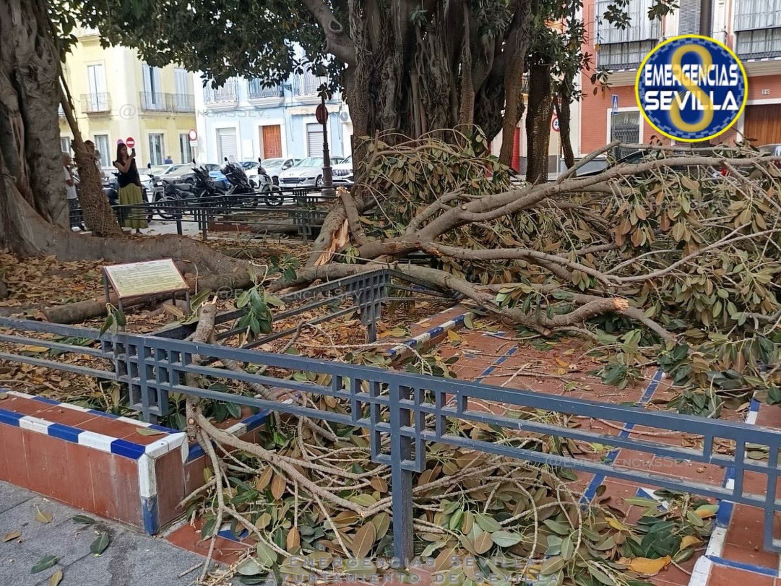 La rama del ficus sobre el suelo de la plaza de San Pedro.