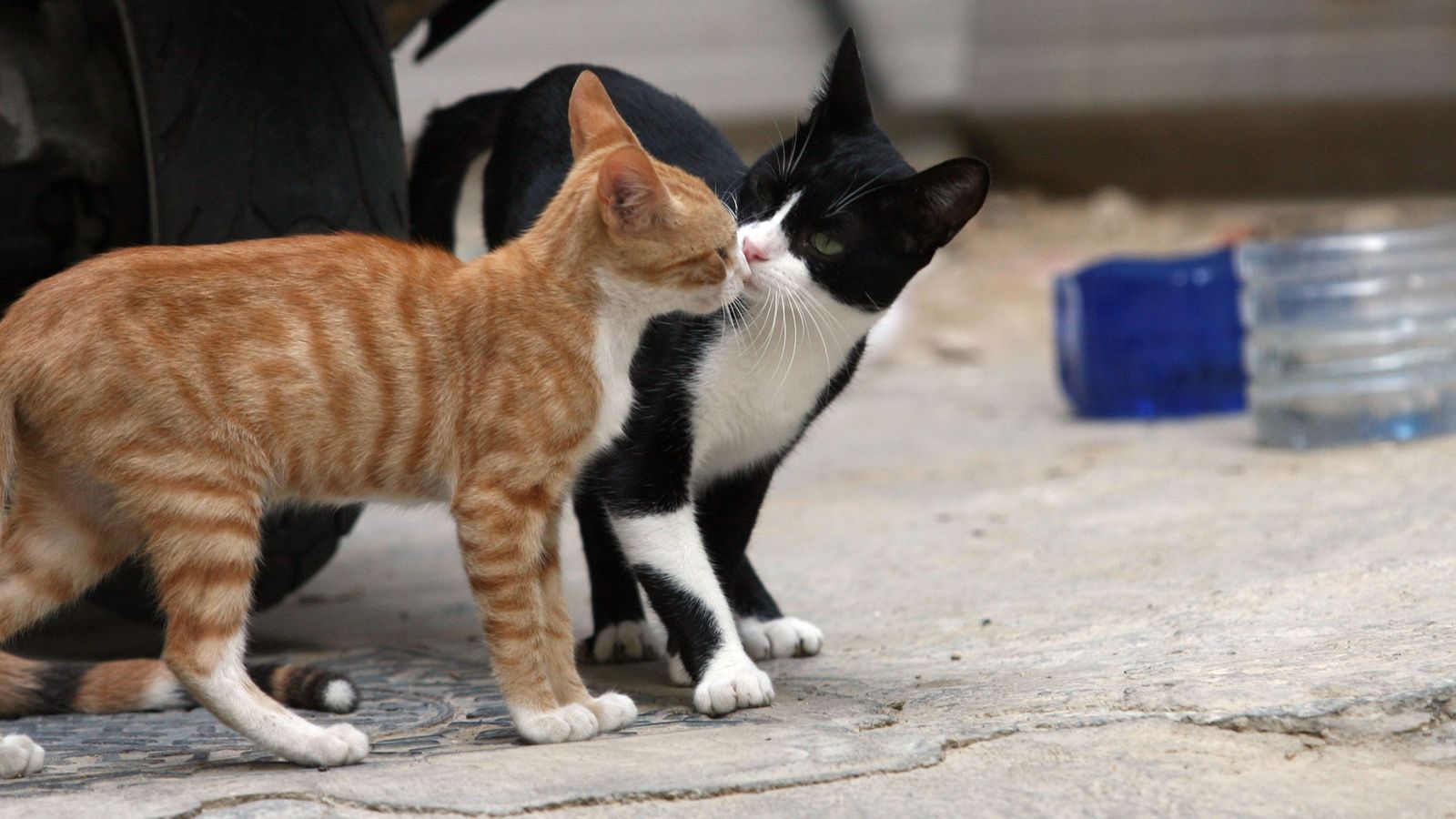 Dos gatos ferales de una colonia en la calle
