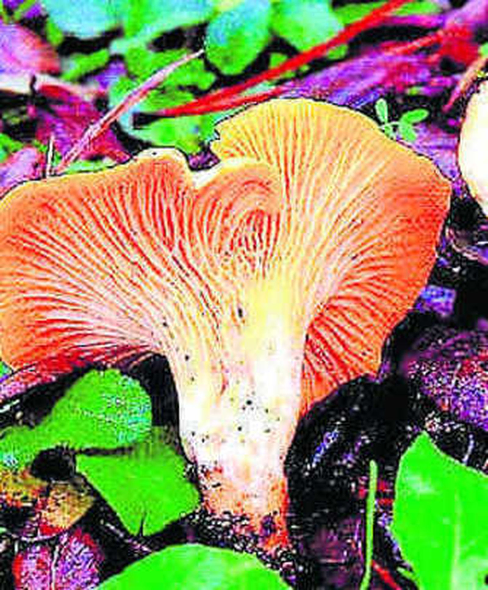 Unas jornadas sobre las setas