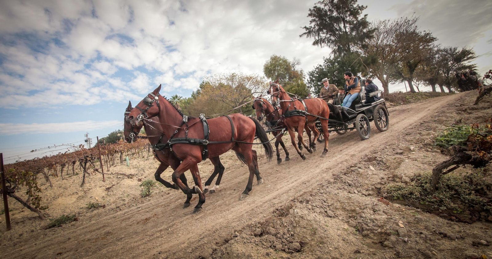 Búscate en la III Ruta Viñas de Jerez de Enganches
