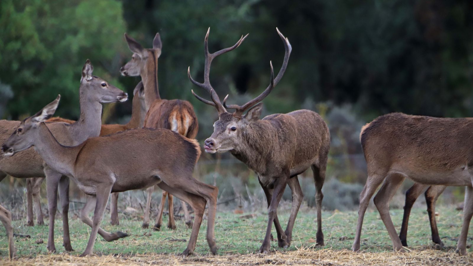 Fotos de la berrea en el Campo de Gibraltar