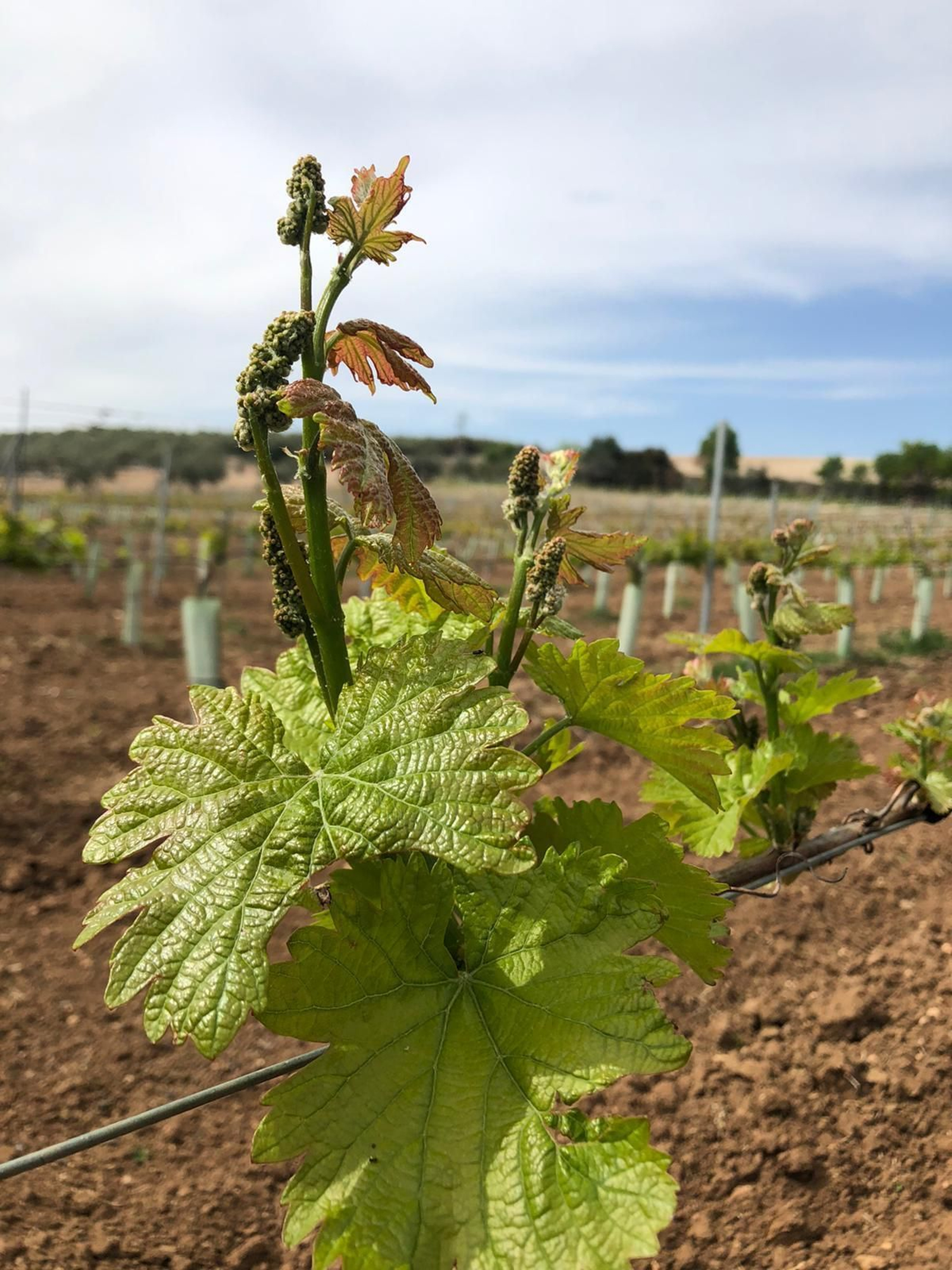 Las fotografías de la primavera en la Campiña de Córdoba