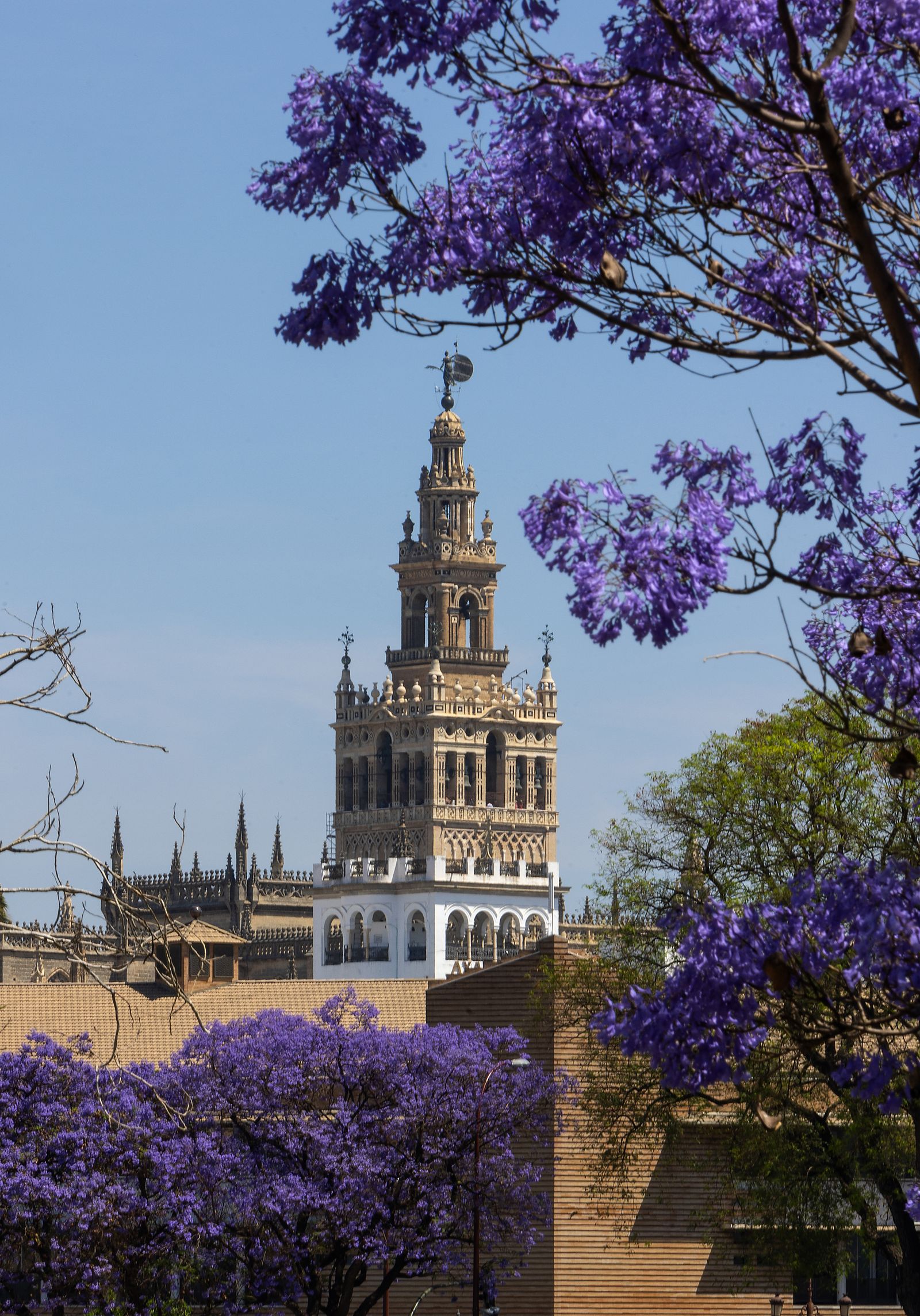 Las jacarandas vuelven a teñir de morado Sevilla