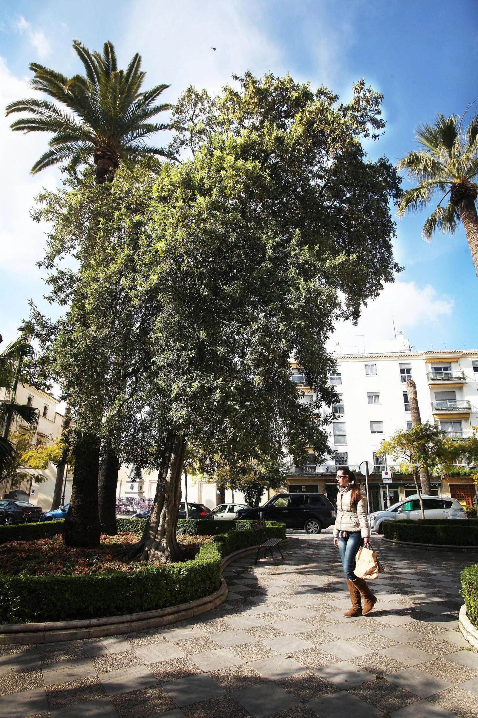 Ejemplar de un 'pica pica' en la plaza Aladro. Ejemplar de un 'pica pica' en la plaza Aladro.