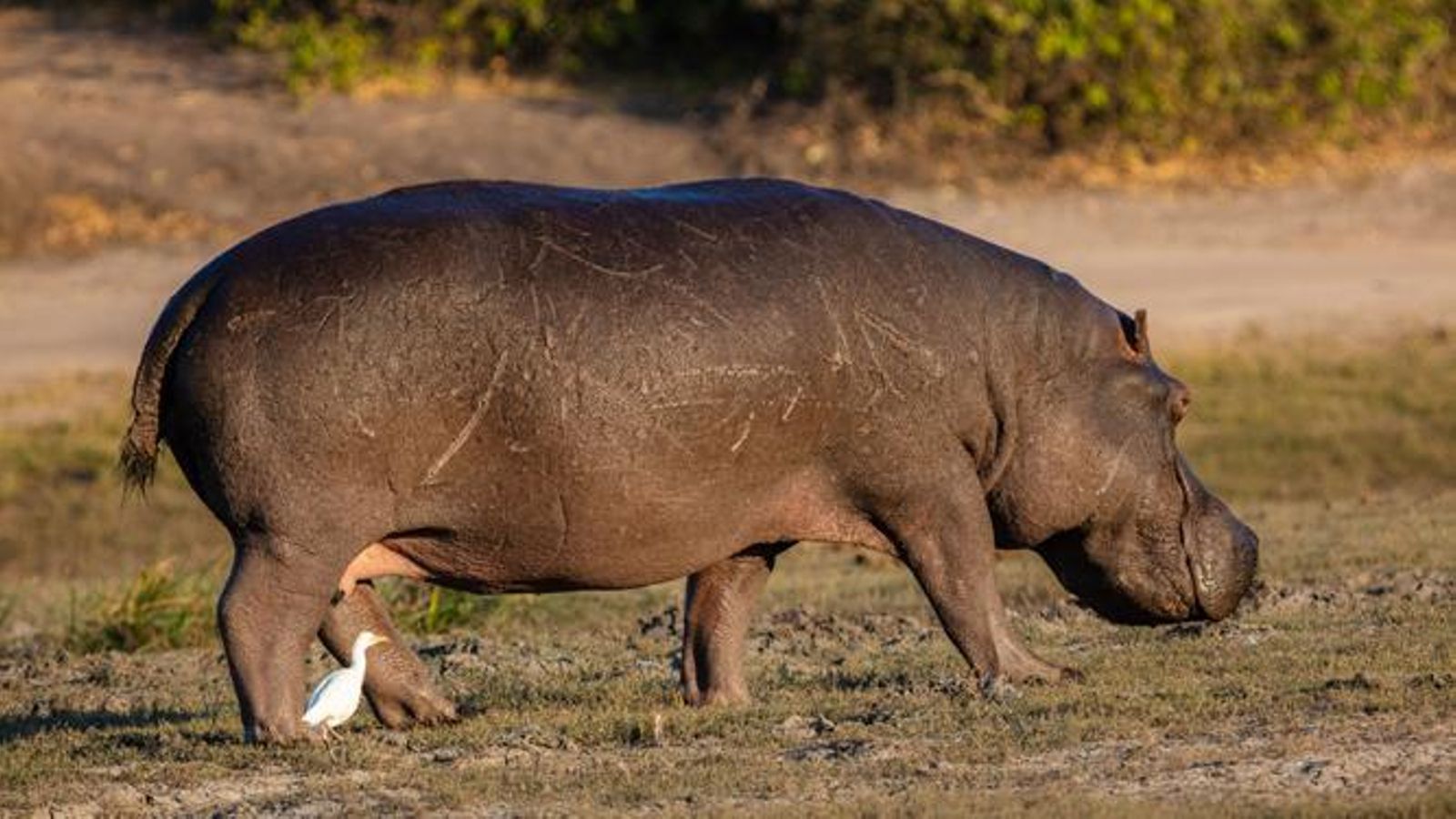 Un Hippopotamus amphibius, en su hábitat natural.