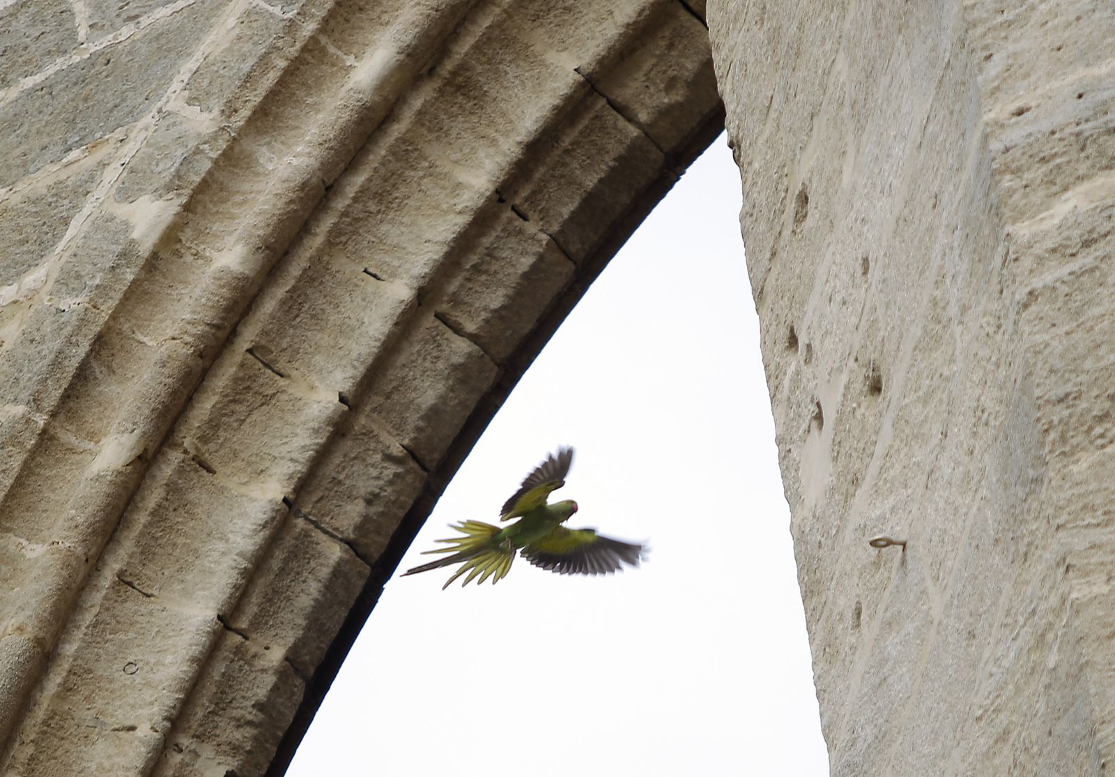 Una cotorra sobrevuela la Catedral.