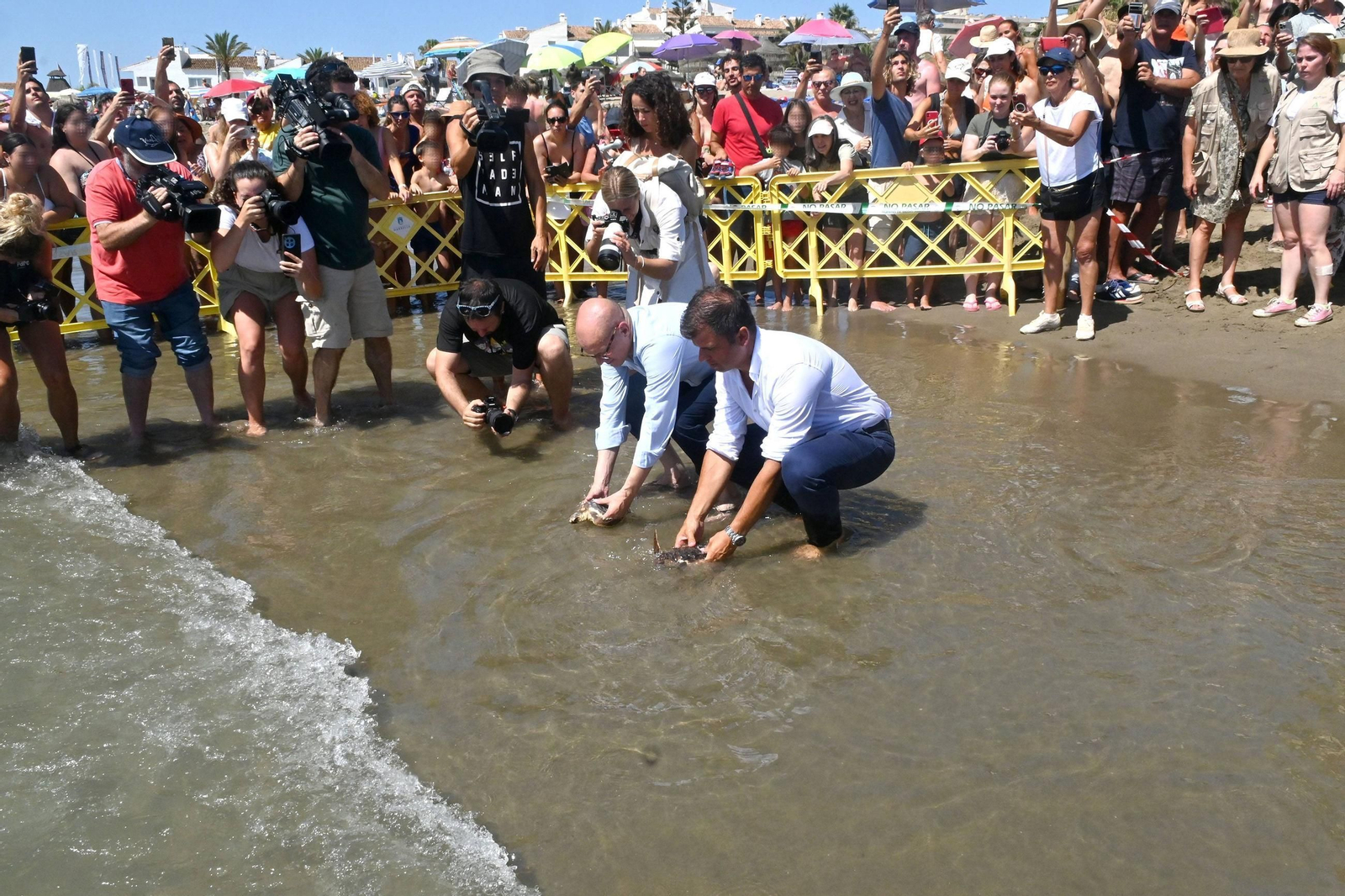 La suelta de tortugas.