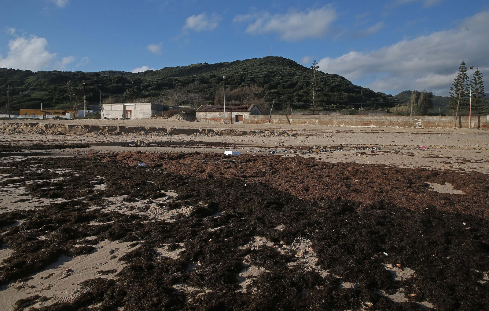 Fotos del alga invasora en la playa de Getares