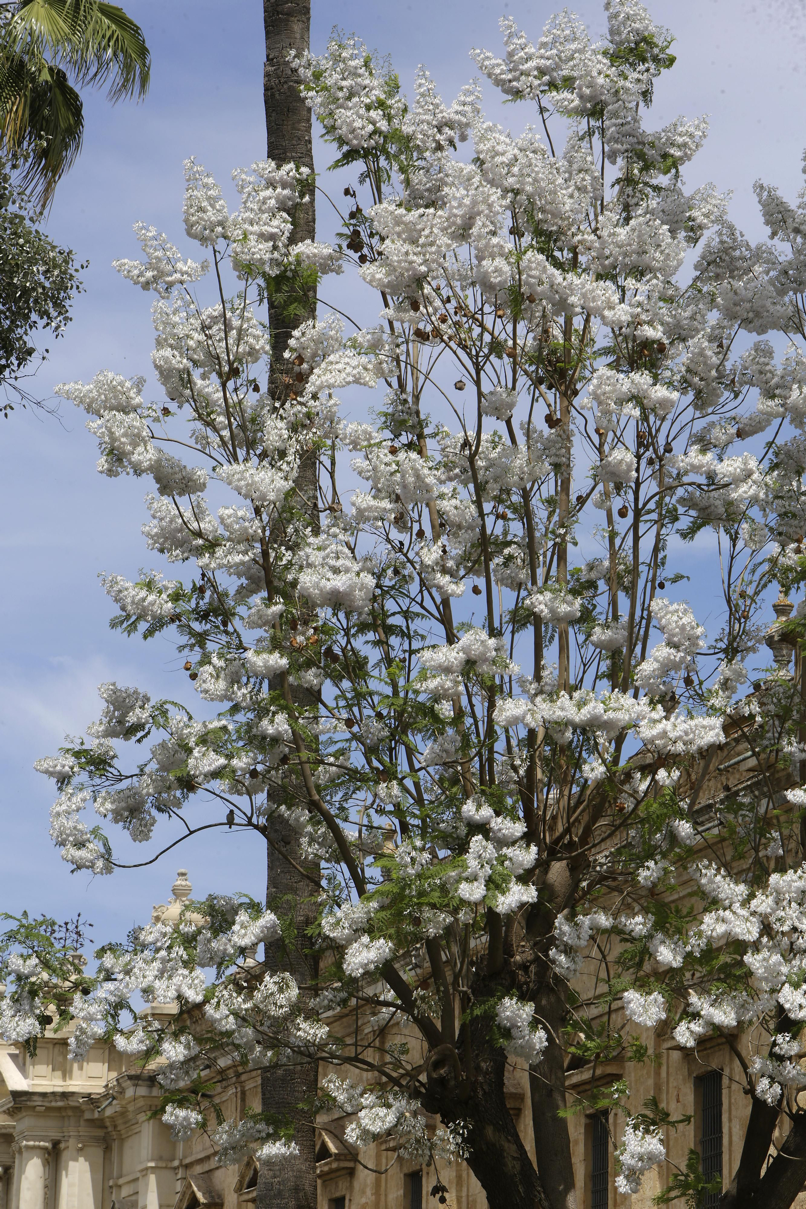 La belleza única de nuestra jacaranda blanca