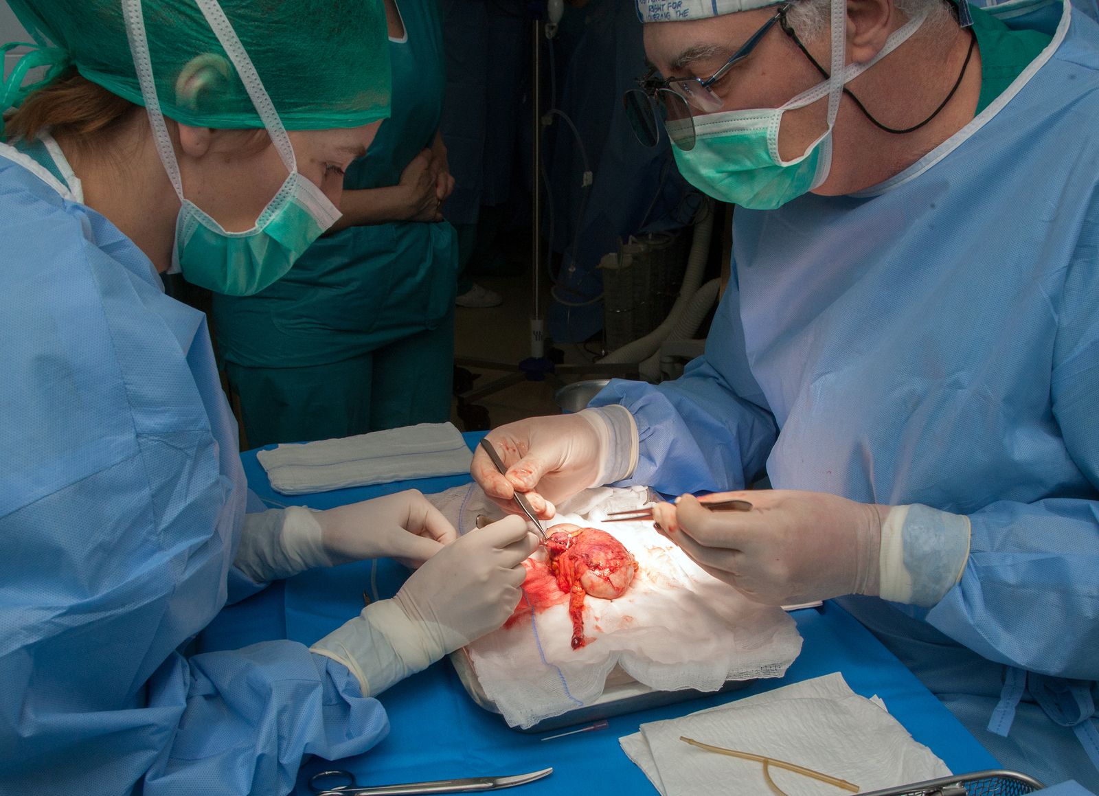 Dos especialistas durante la preparación de  un riñón en un proceso de  donación en vivo, en el Virgen del Rocío.
