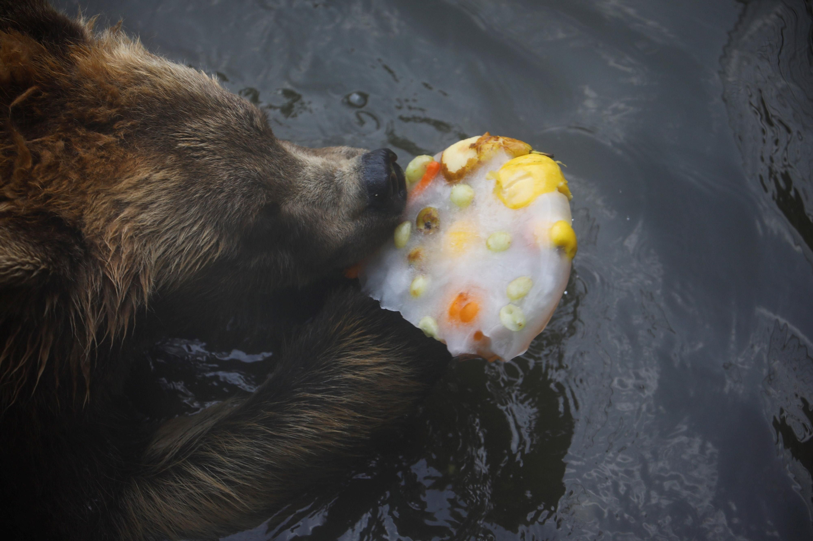 Fotogalería: Así viven los animales del Zoo de Córdoba los meses de verano