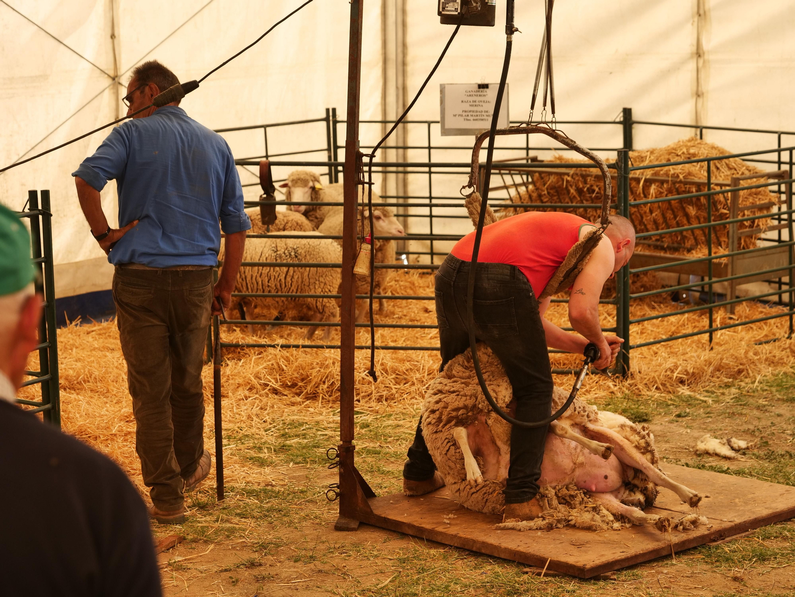 Las mejores fotos de la tercera y última jornada de la X Feria del Pastoreo de Villaralto
