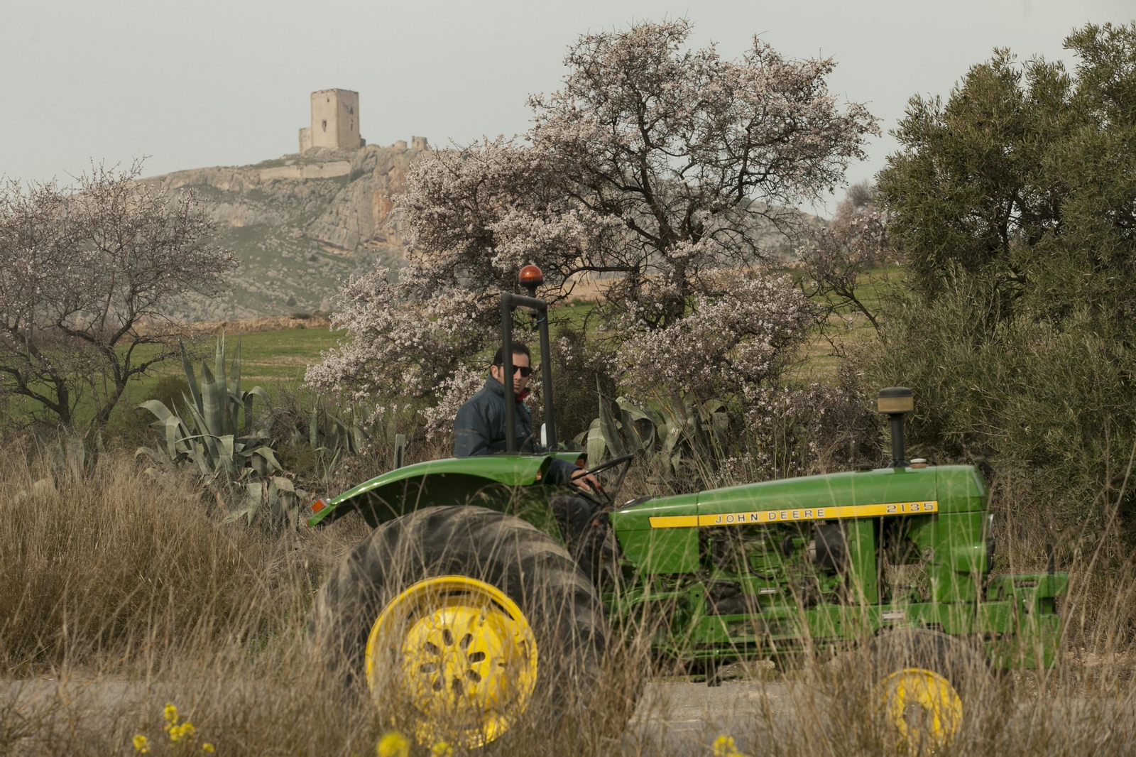 Fotos: los almendros anuncian la primavera