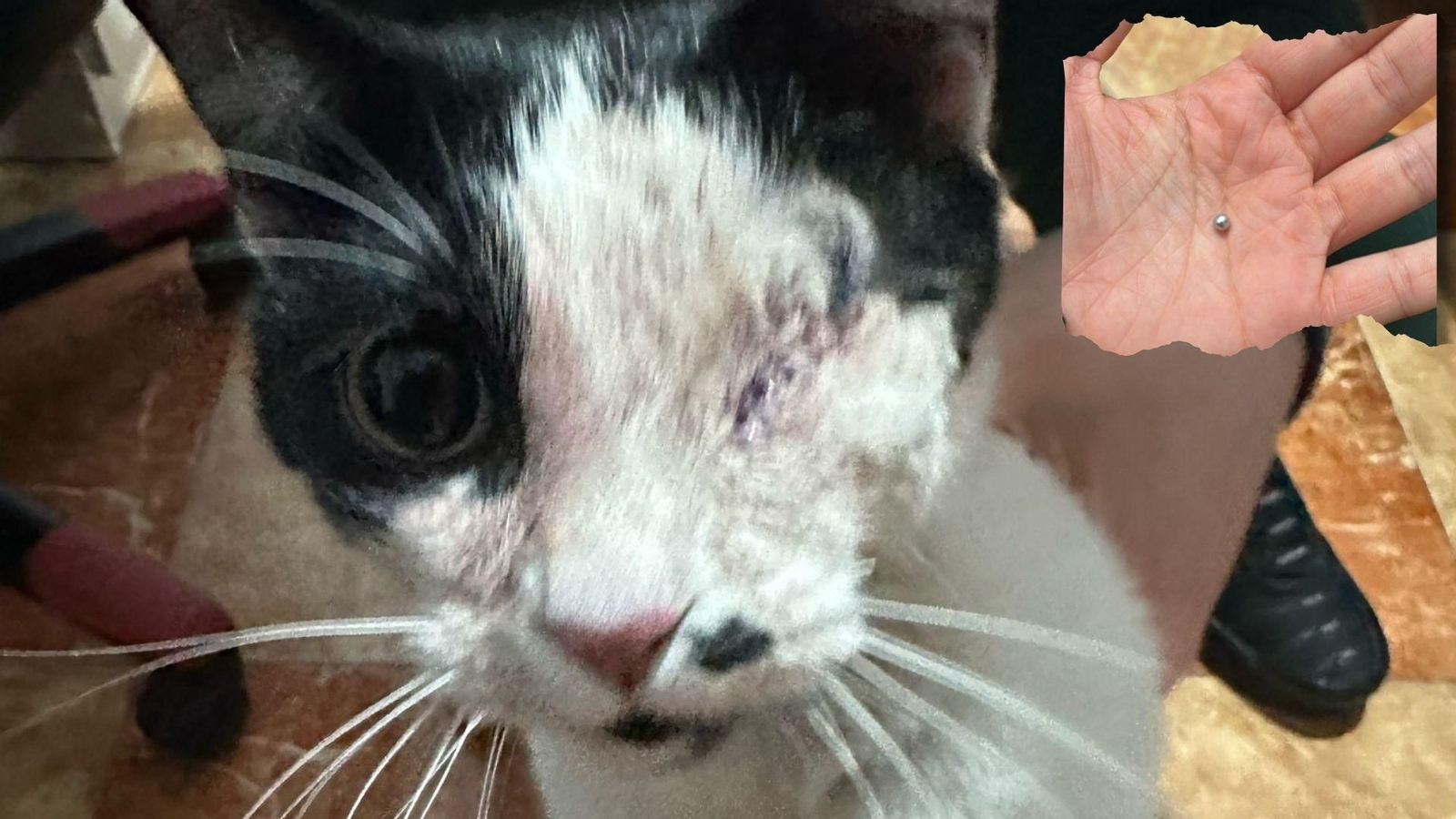 Gato tuerto en La Línea y el balín con el que fue disparado.