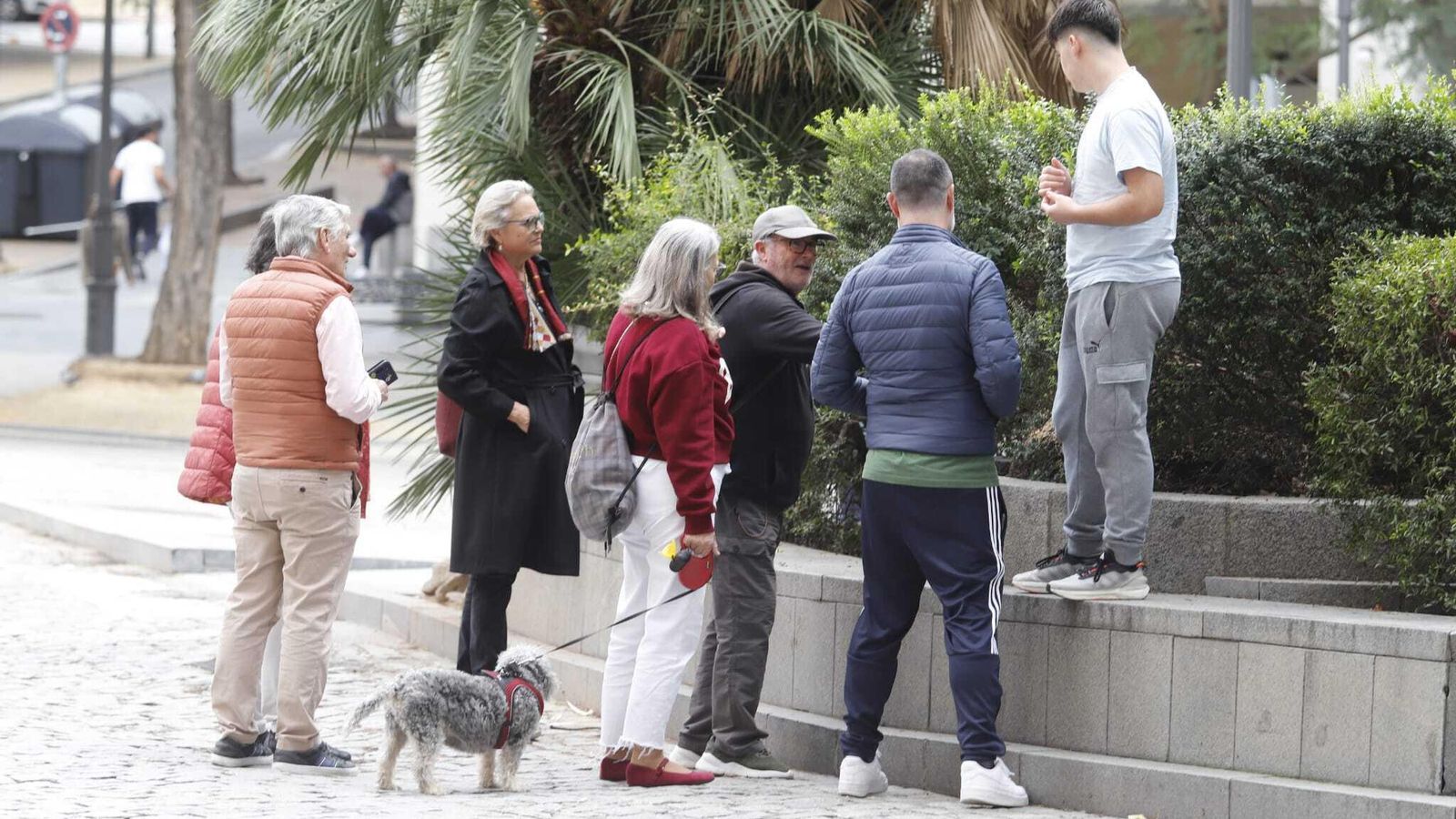 Visitan la zona donde estaba la palmera