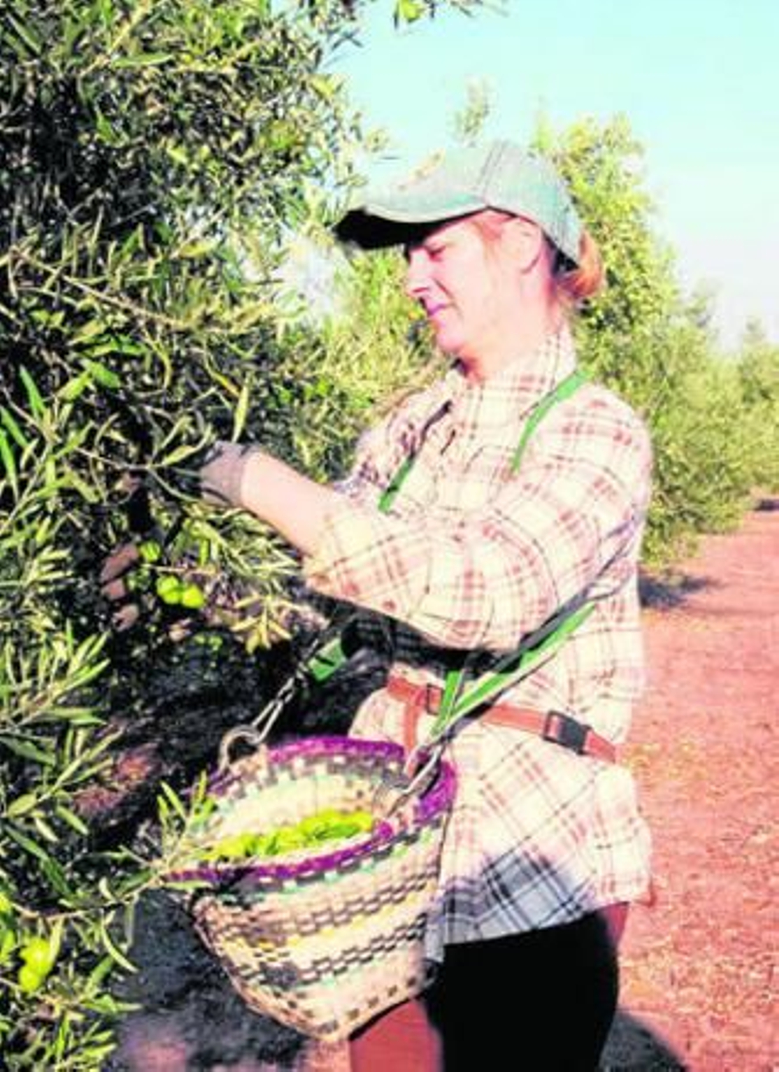 Recolección manual de la aceituna de verdeo, una práctica que encarece los costes de producción.