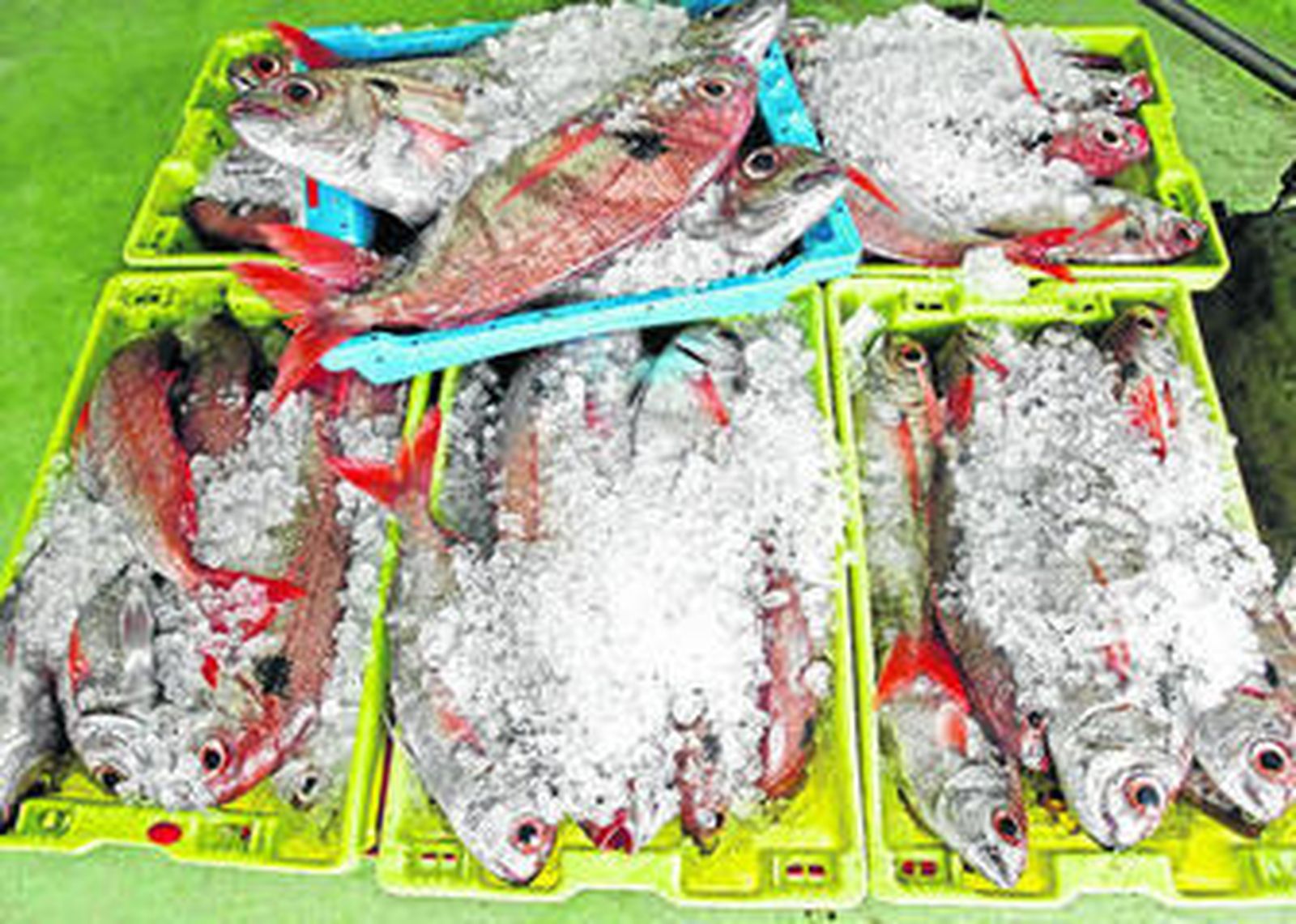 Varias cajas de voraz en la lonja de Tarifa, en una imagen de archivo.