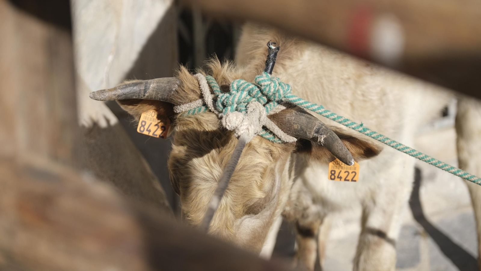Imágenes de los toros ensogaos y San Marcos, en las Fiestas de Ohanes