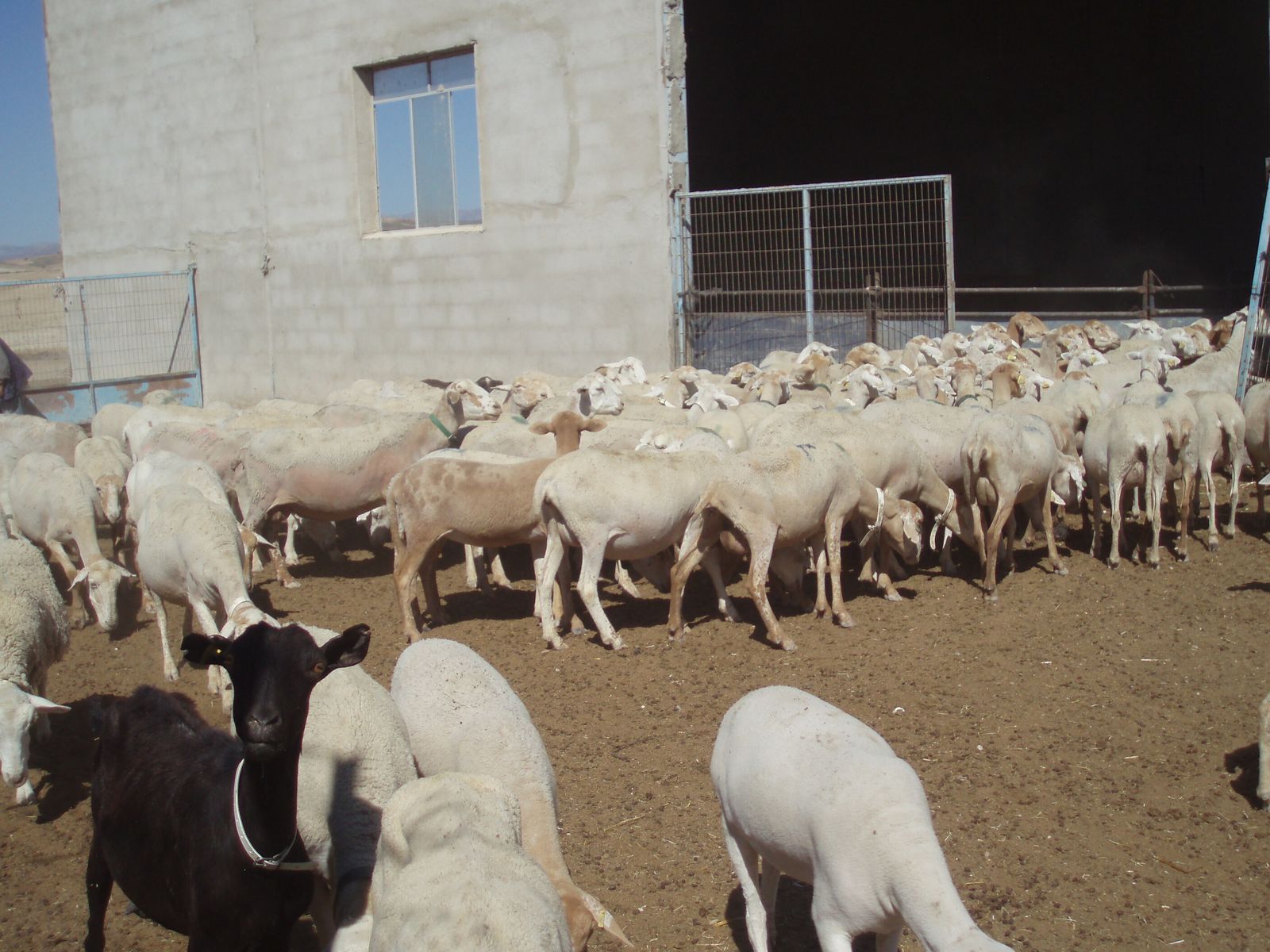 Ovejas segureñas en su explotación ganadera