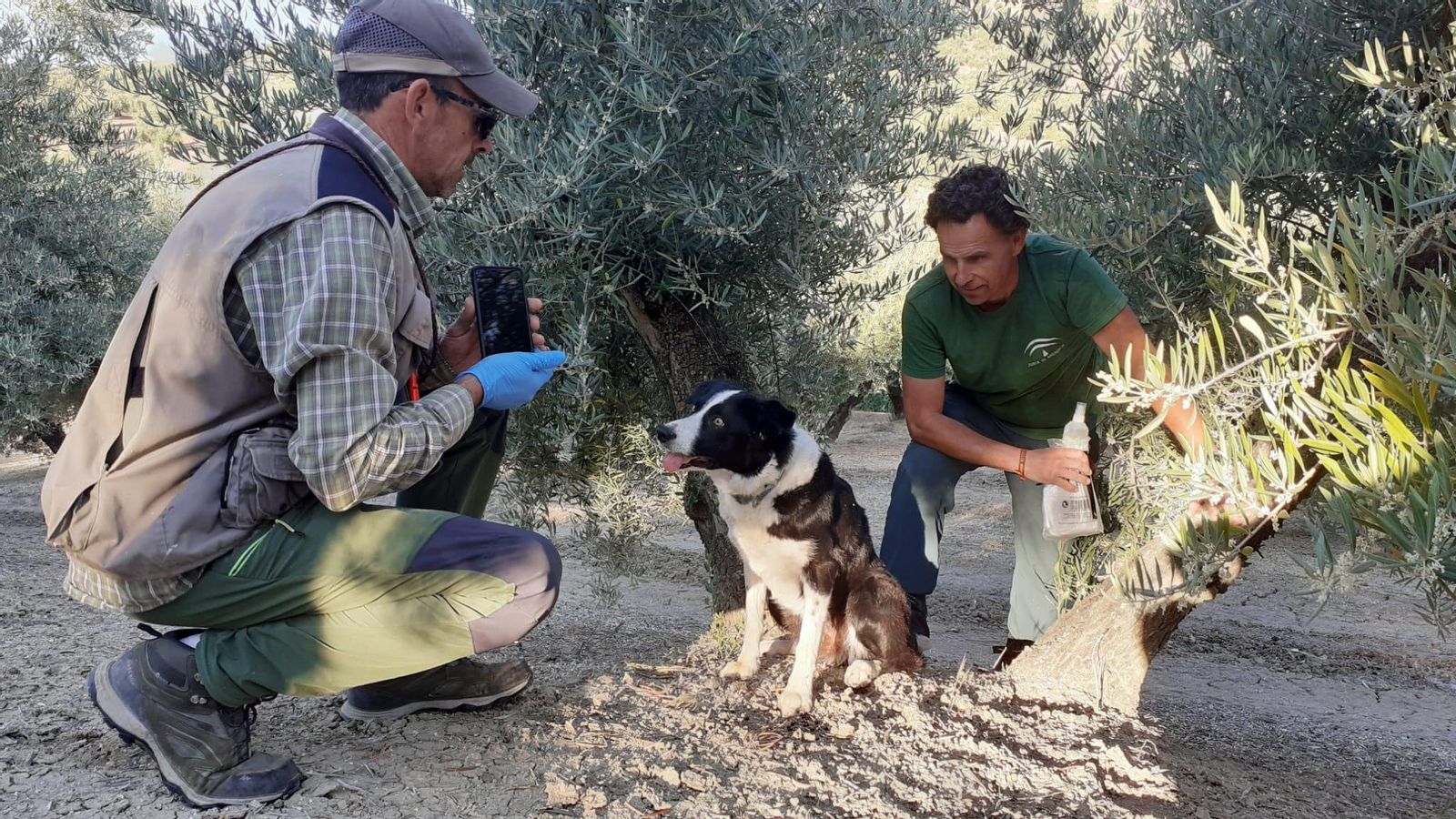 Adiestramiento de los perros. Adiestramiento de los perros.