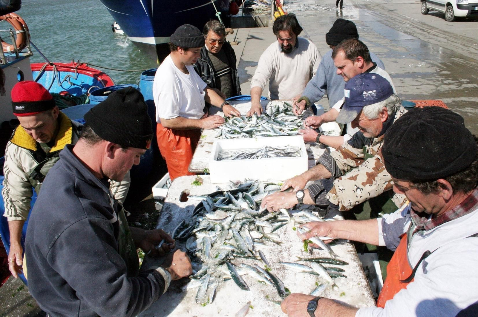 Selección de sardina recién llegada a puerto tras su captura en aguas del Golfo de Cádiz.