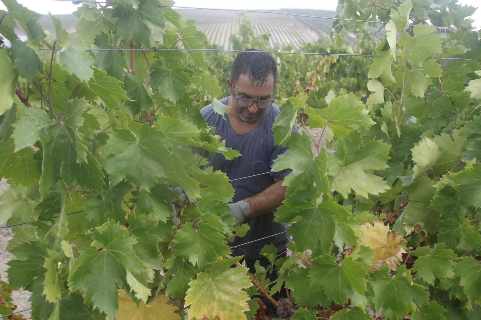 La vendimia en Montilla-Moriles, en fotografías