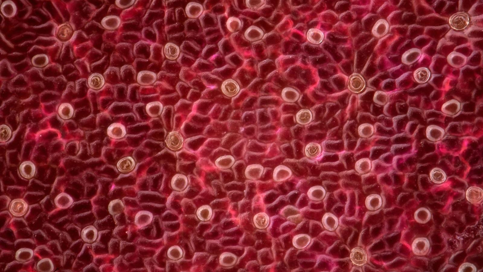 Microfotografía de una hoja de nenúfar del Parque de las Ciencias