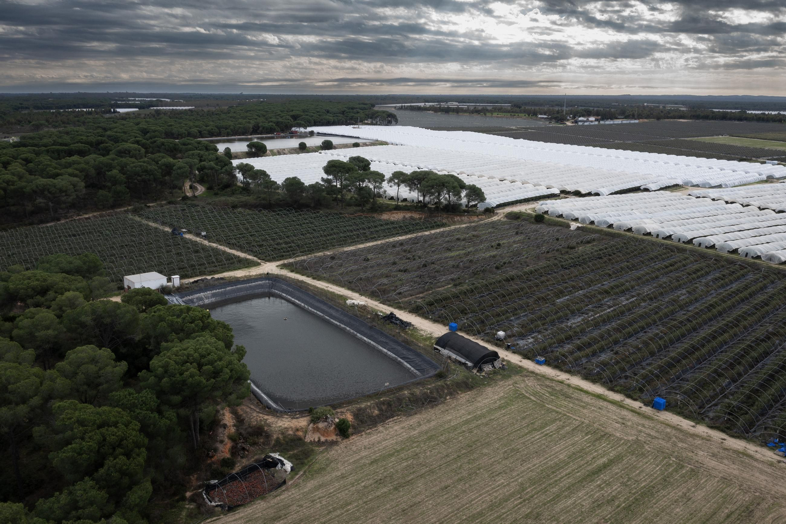 Las fotos de los cultivos en Doñana después del acuerdo sobre la regulación de regadios