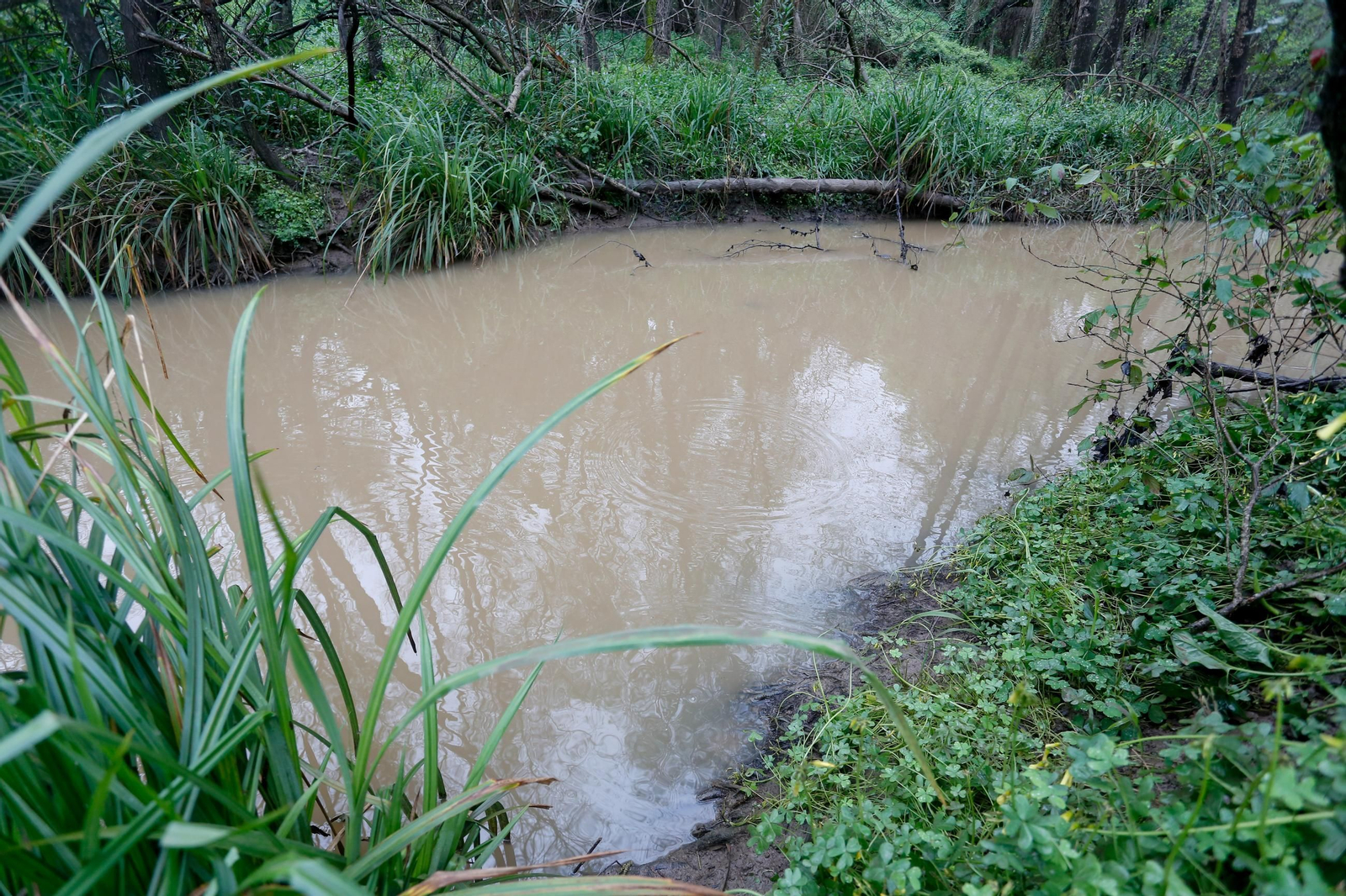 Fotos de los ríos del Campo de Gibraltar tras las últimas lluvias