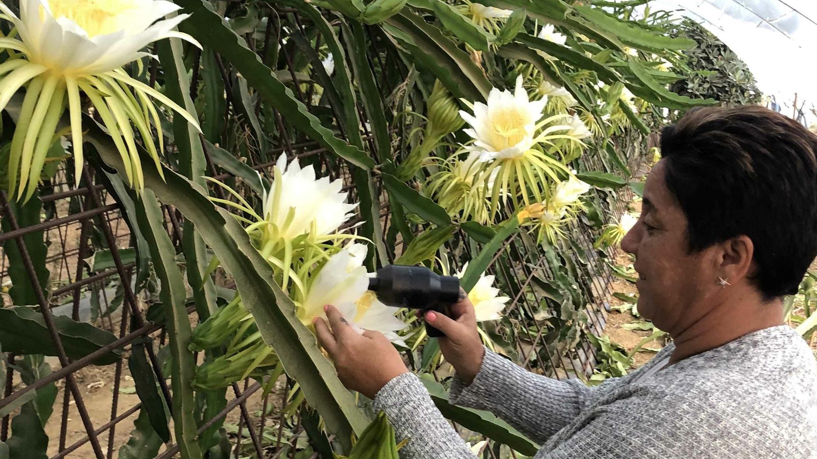 La pitaya es un sector emergente en la provincia de Huelva.