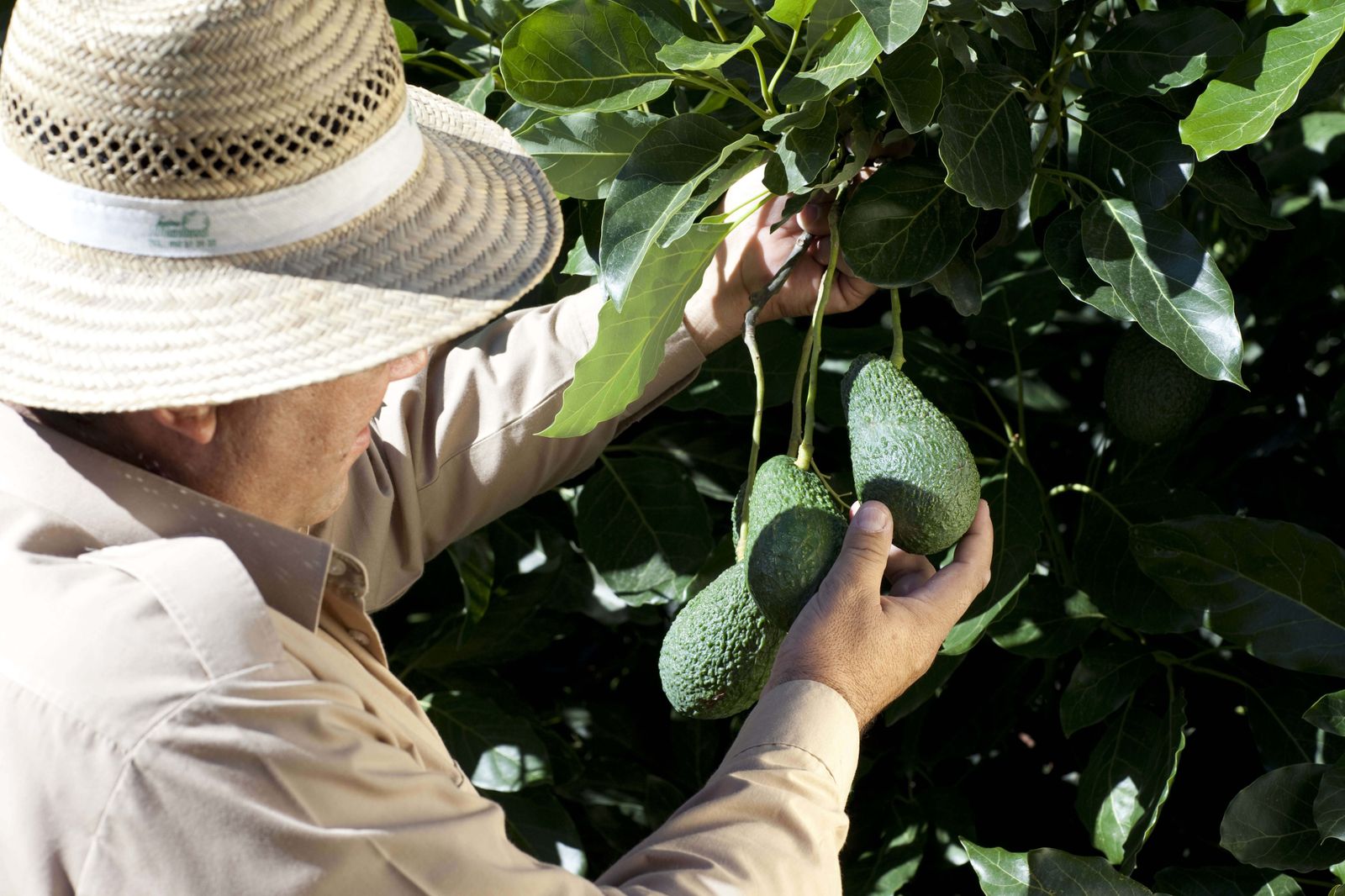 Un agricultor, en el momento de la recolección del aguacate.