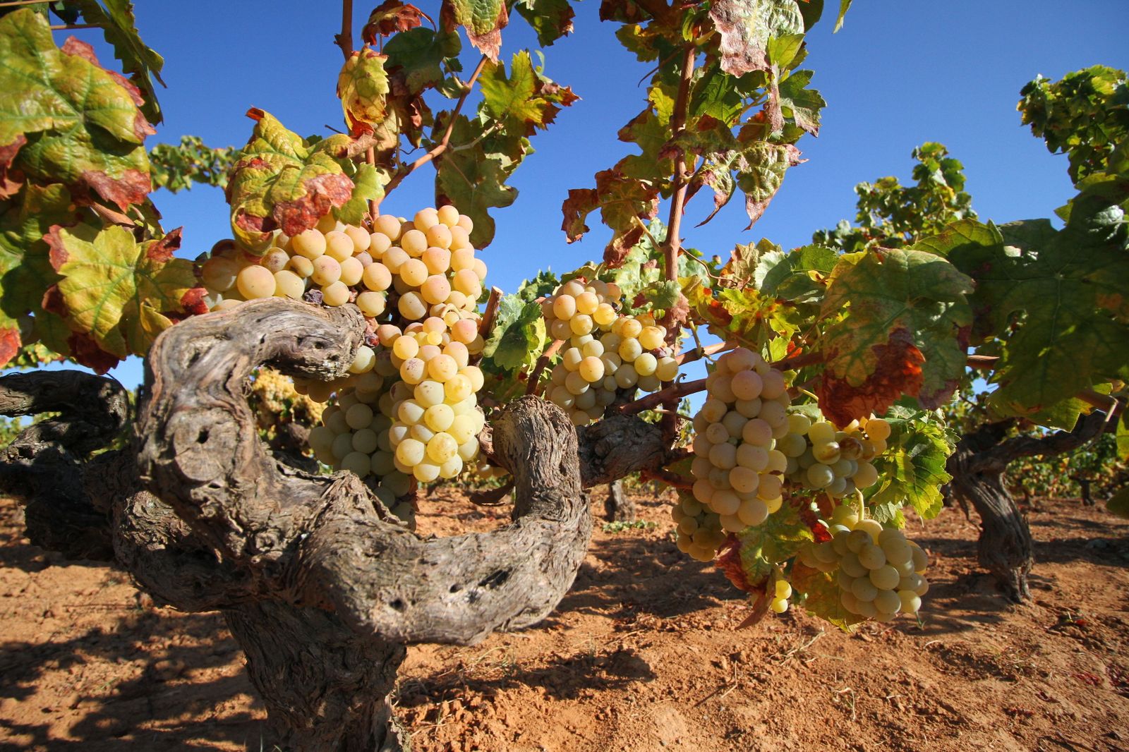 Imágenes de la vendimia en el Condado de Huelva.