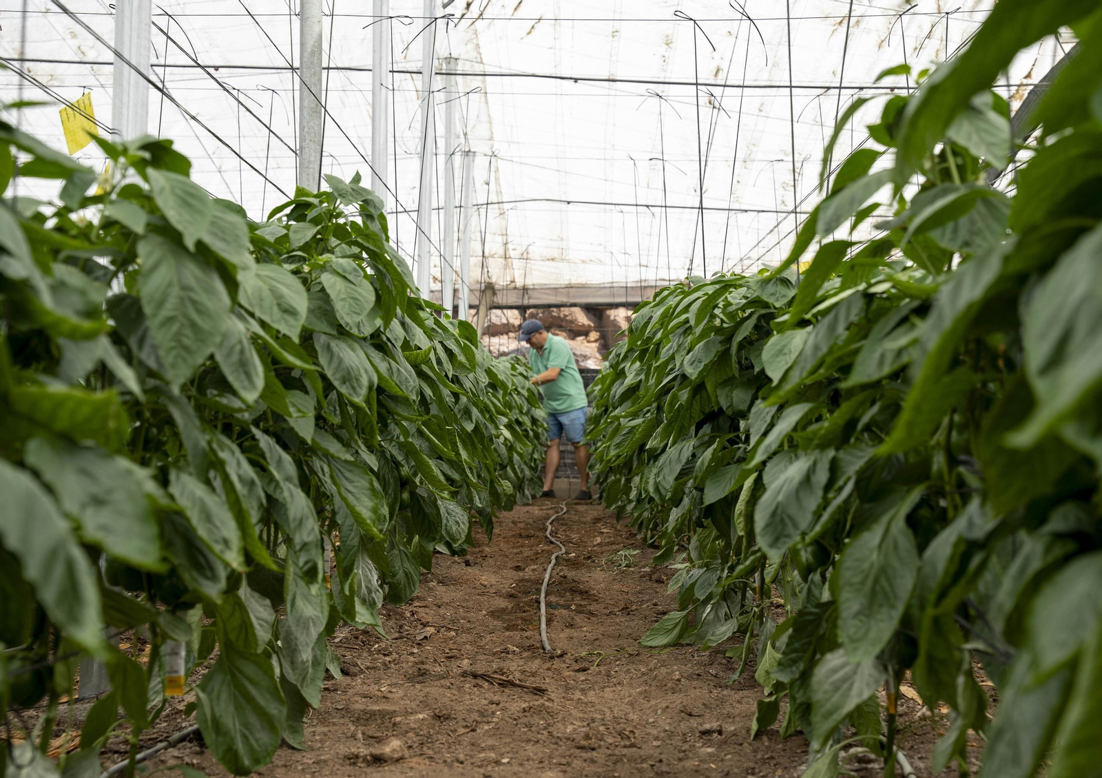 Las imágenes de la suelta de bichos depredadores para la lucha biológica en invernadero por Agrobio