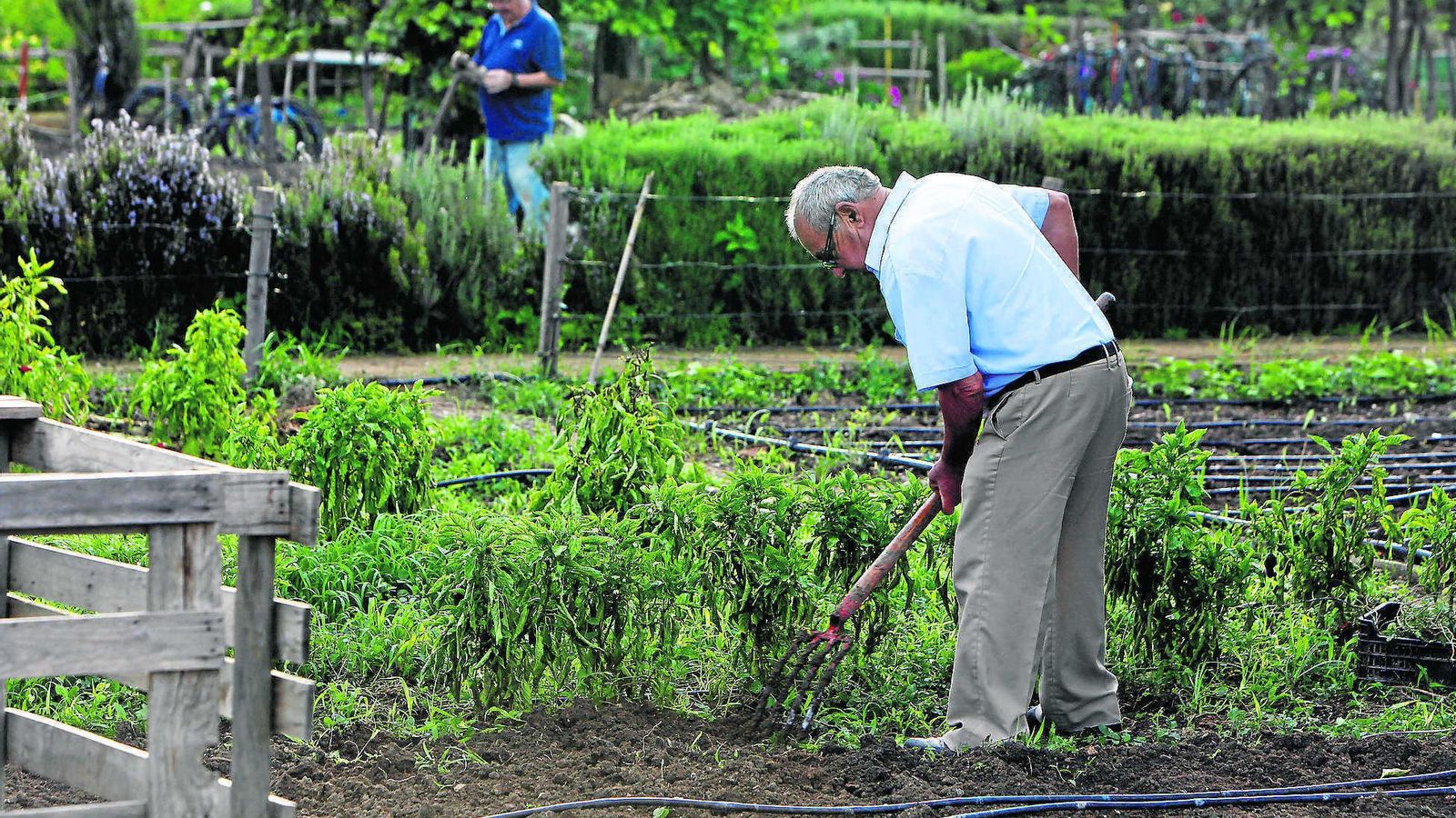 Imagen de archivo del huerto urbano del Parque de Miraflores.