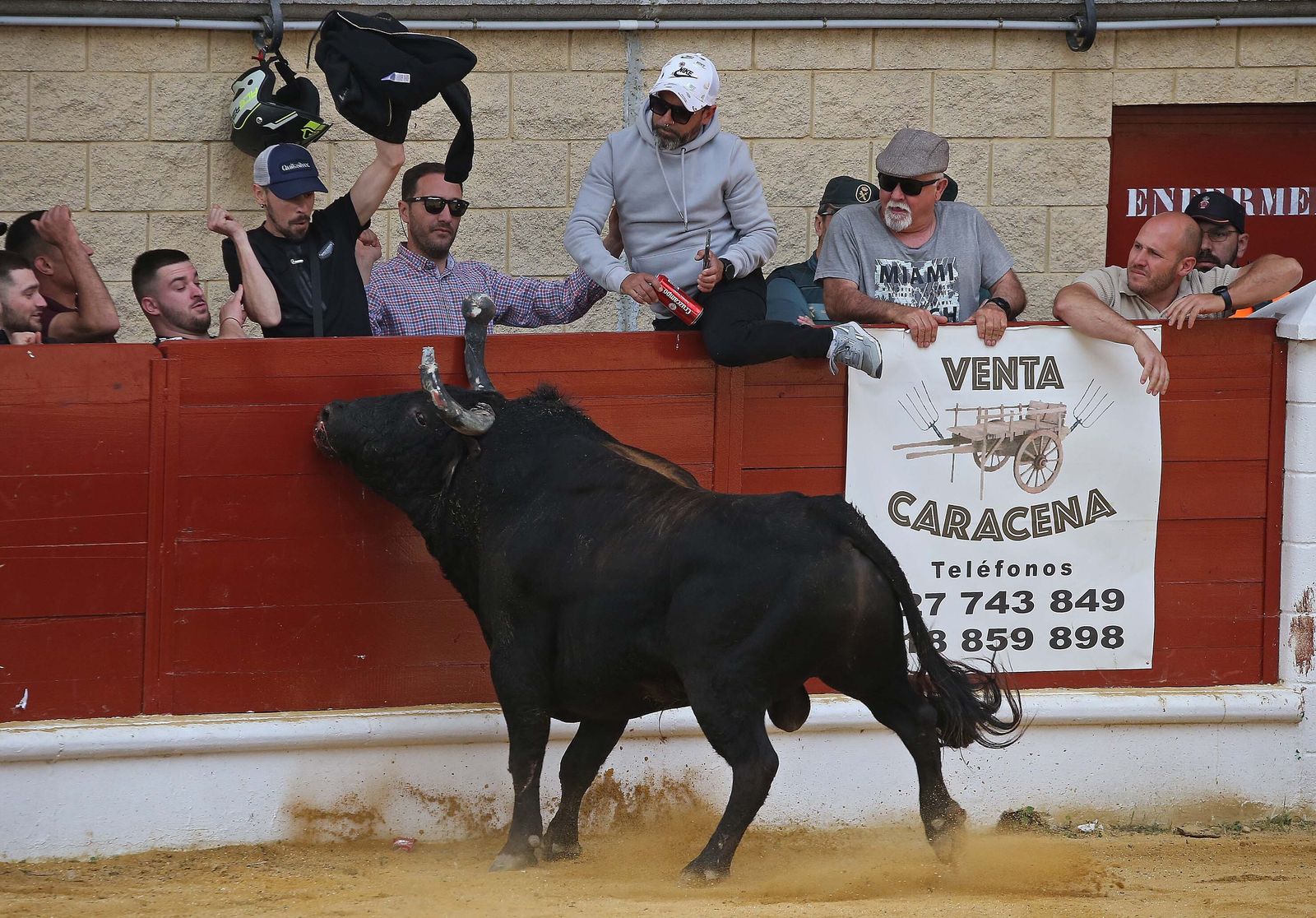 Fotos del Toro Embolao en Los Barrios