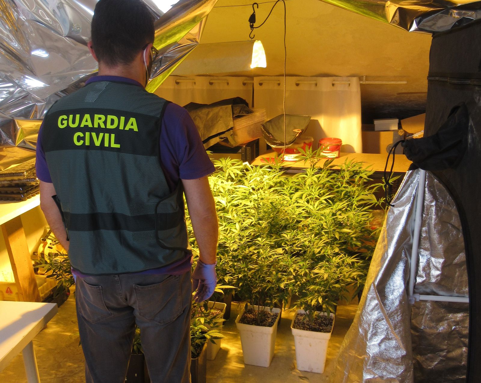 Plantación de marihuana desmantelada en Montilla.