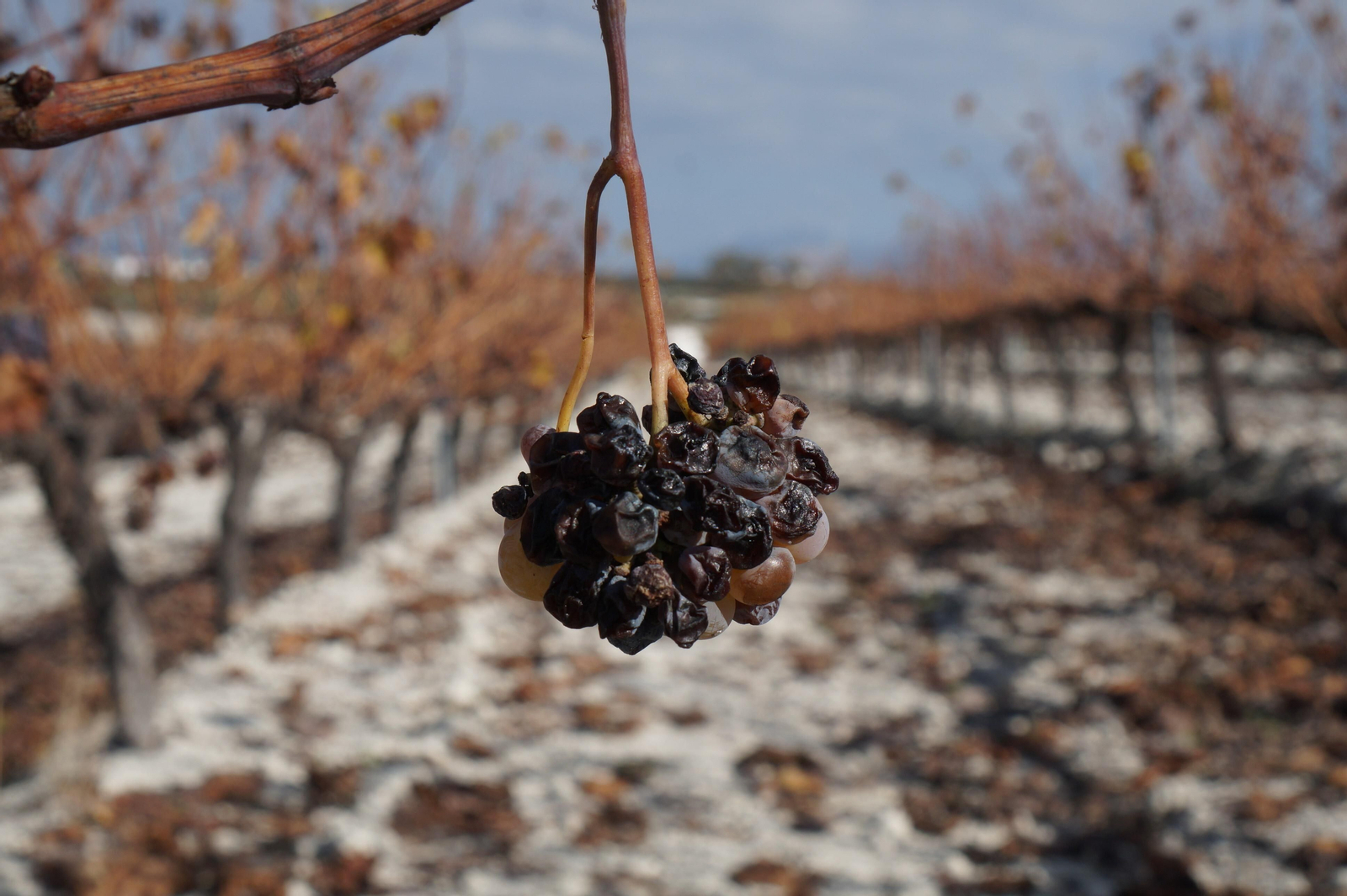 Un recorrido en fotografías por el vino nuevo de Moriles