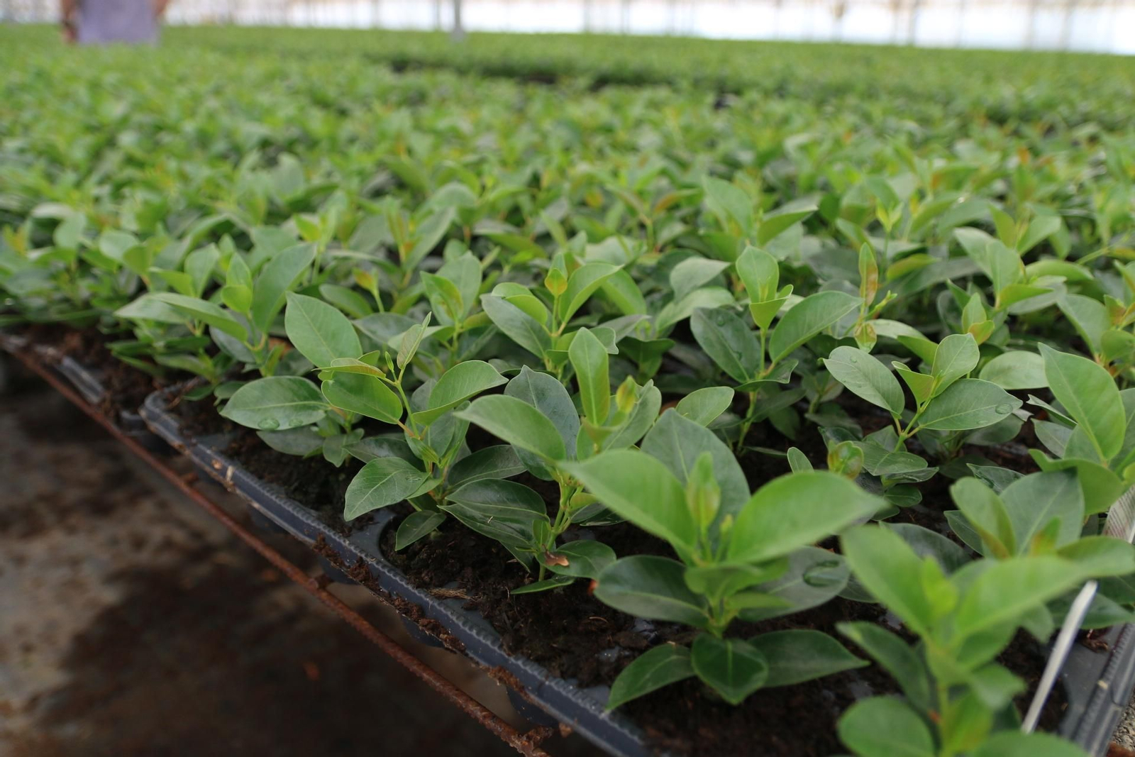 Imágenes de la venta de planta planta ornamental y flor cortada de Vícar