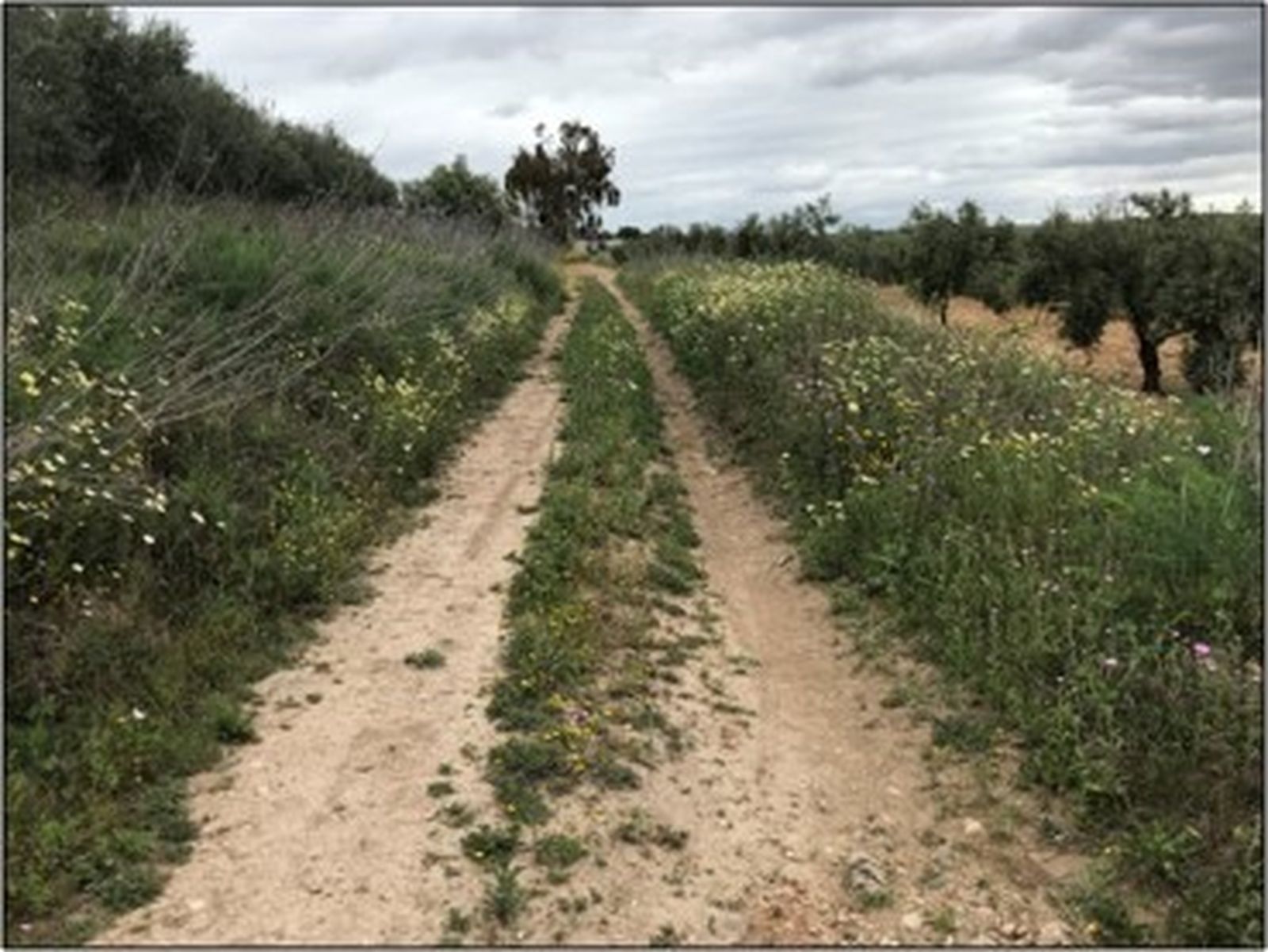 Uno de los caminos rurales que se someterán a mejora gracias al Plan Itínere.