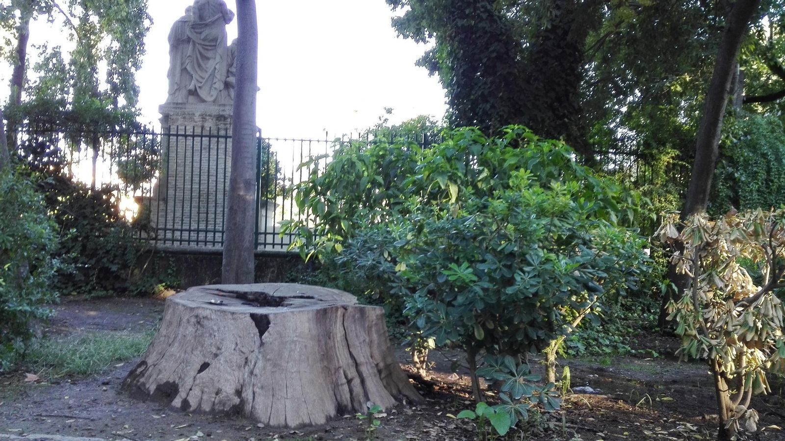 Un tocón de un ejemplar de gran porte junto a la verja exterior del Parque de María Luisa.