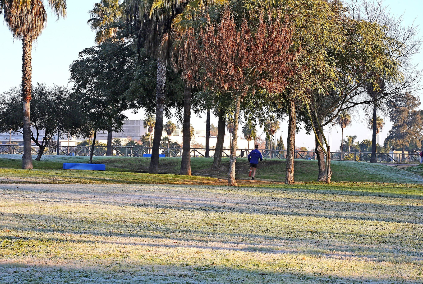 Ola de frío:Imágenes de la helada en Jerez
