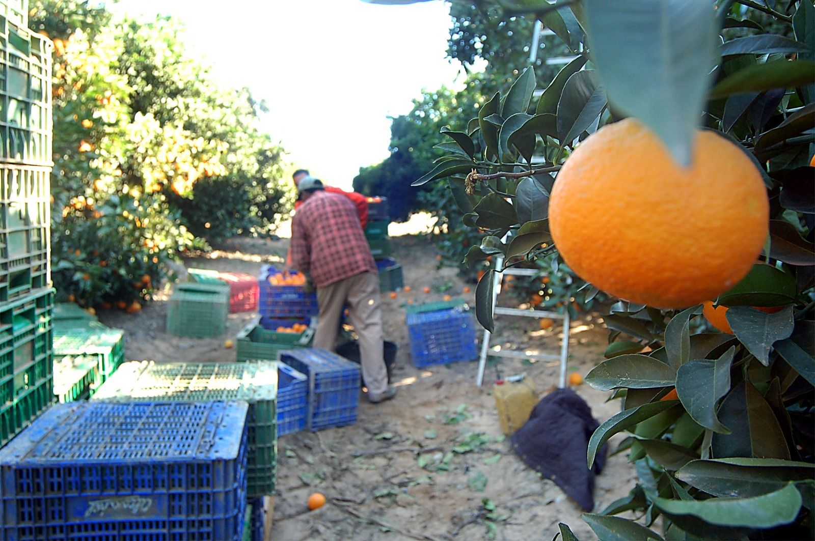Campaña de recogida de la naranja.