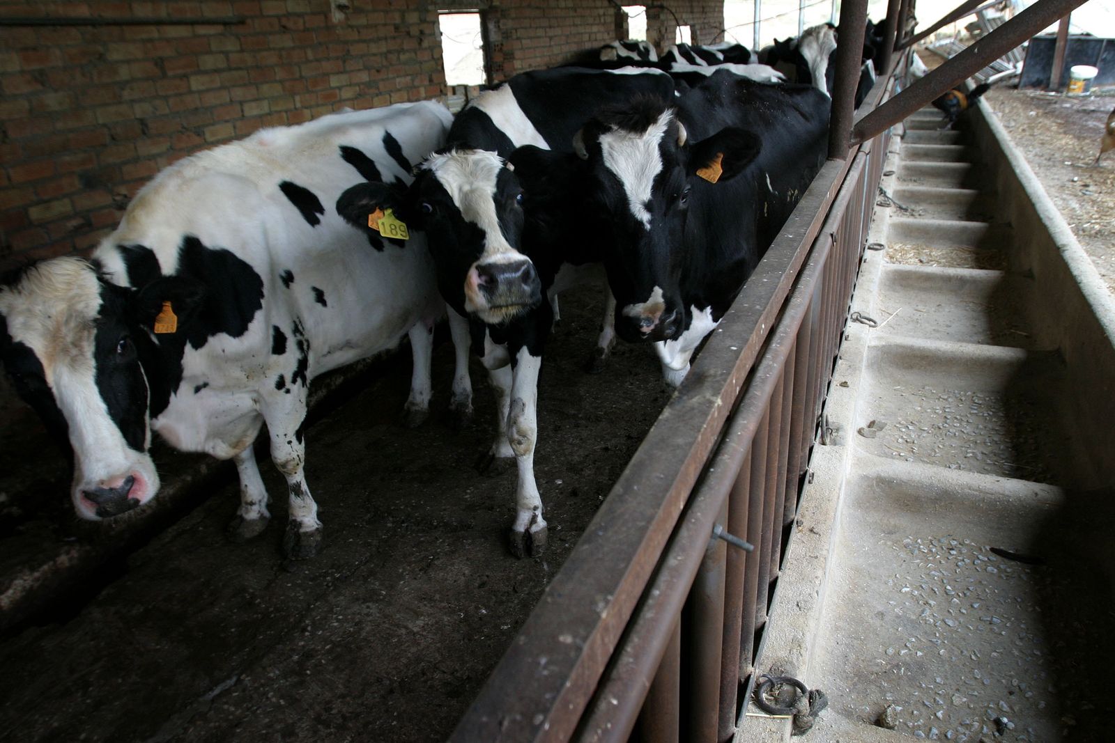 Una granja de ganado vacuno.